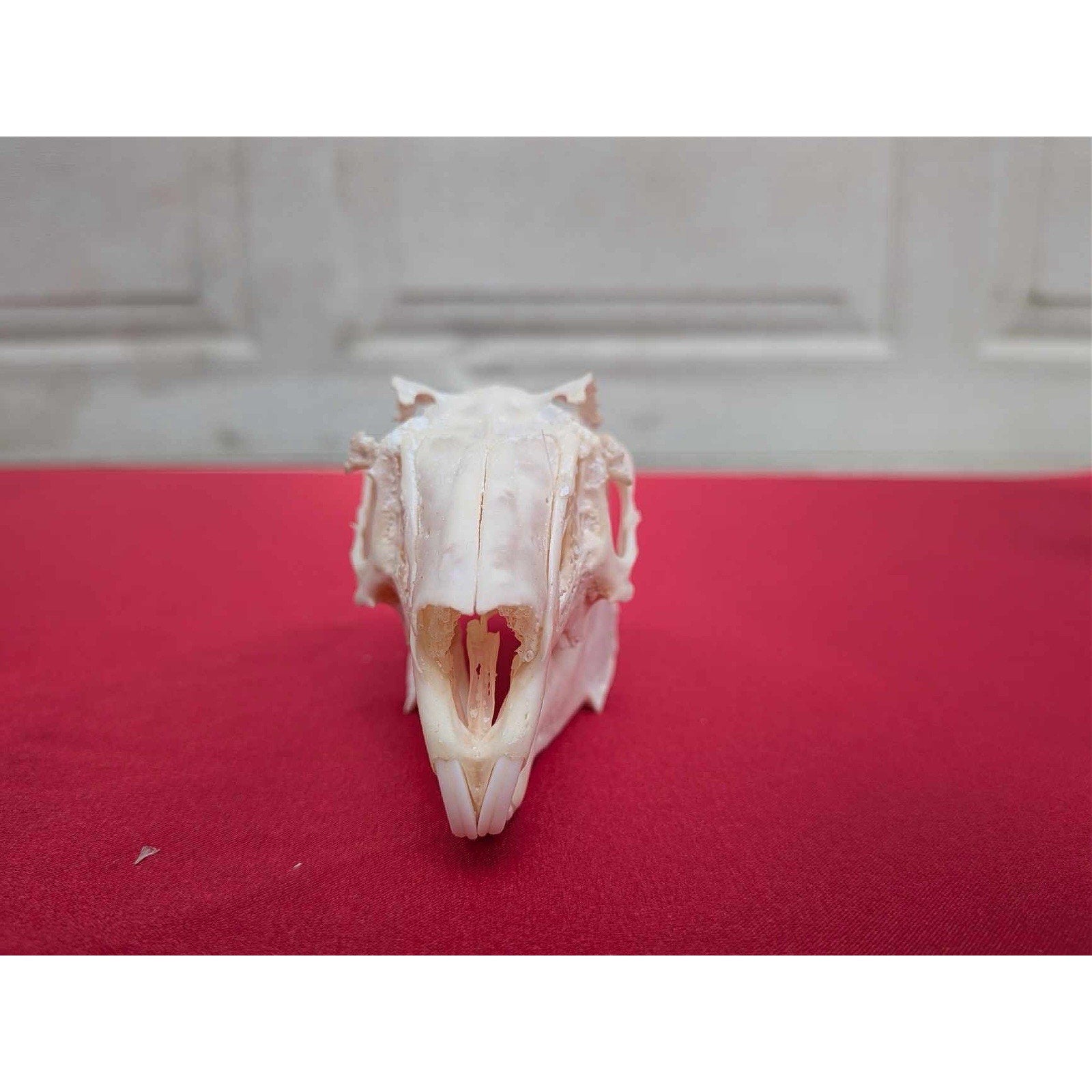 FHPAT83 - Real White-Tailed Jackrabbit Skull - Lepus townsendii