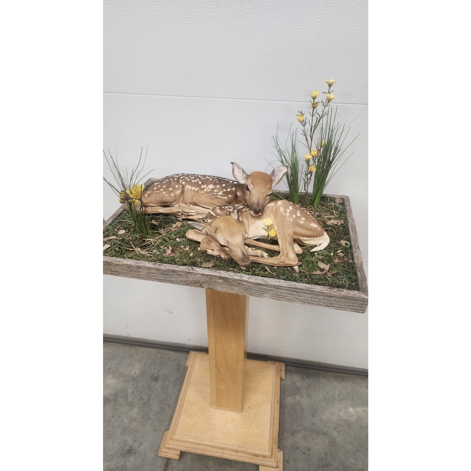 FHBRAD95 - Fawn Deer Twins Taxidermy Mount