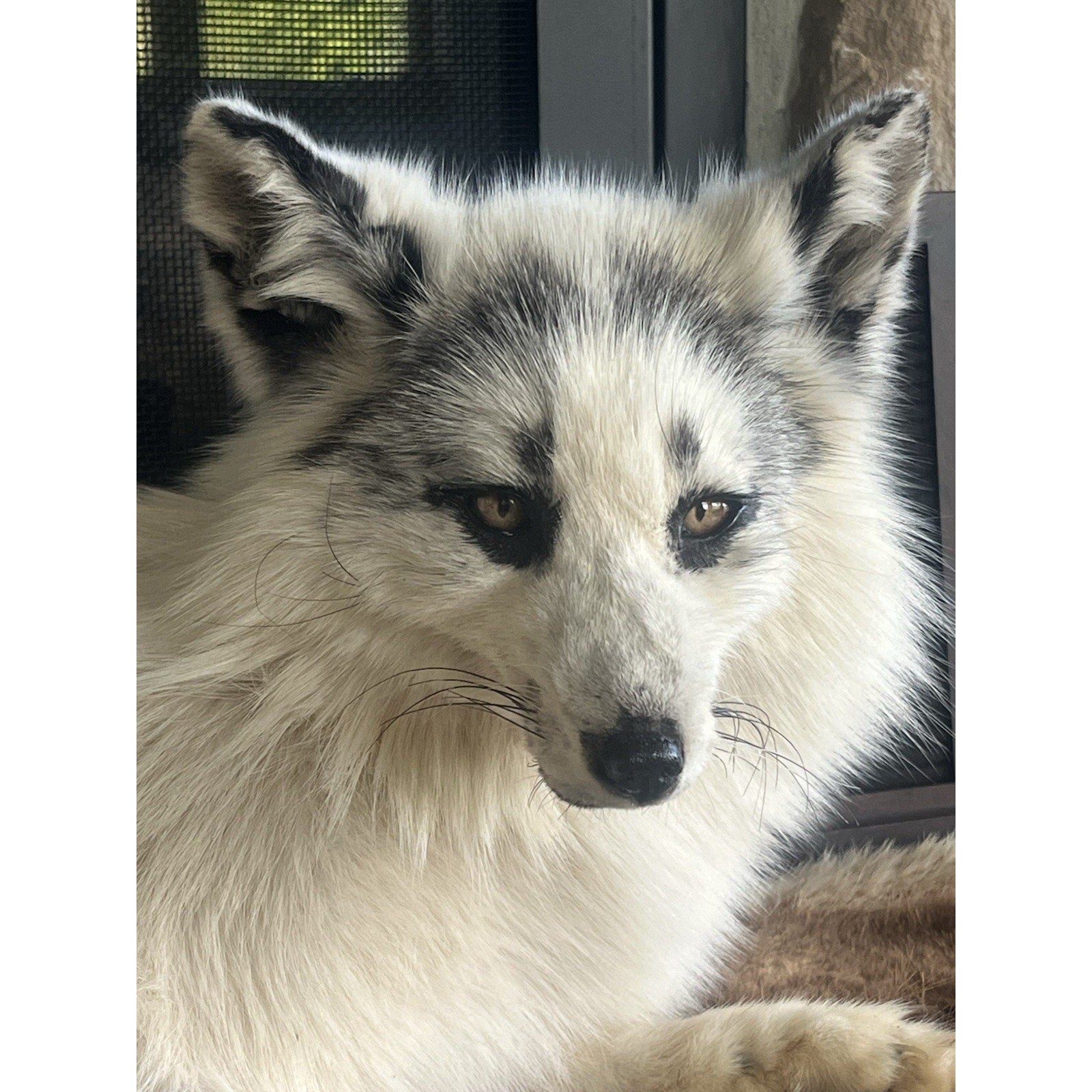 FHWL163 - Museum Quality White Fox Taxidermy mount