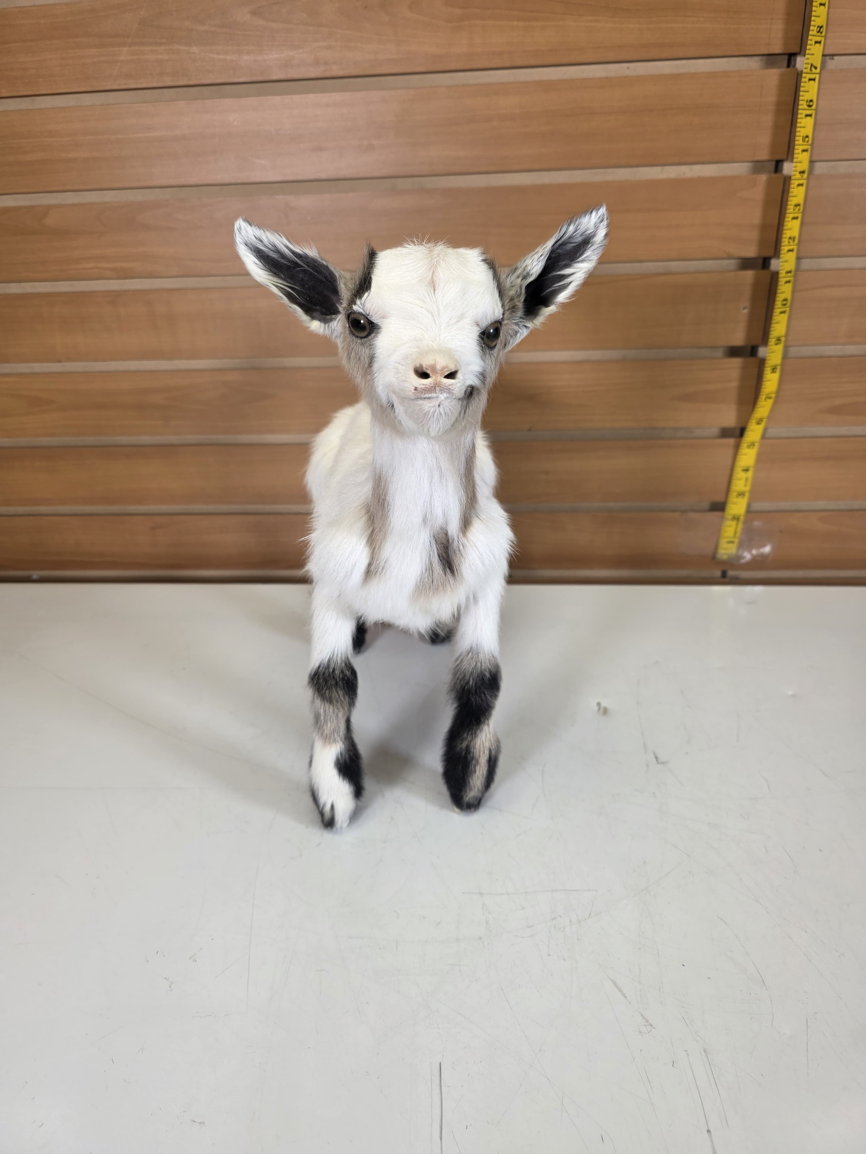 Fhden13 - Boer Kid Goat Taxidermy Mount