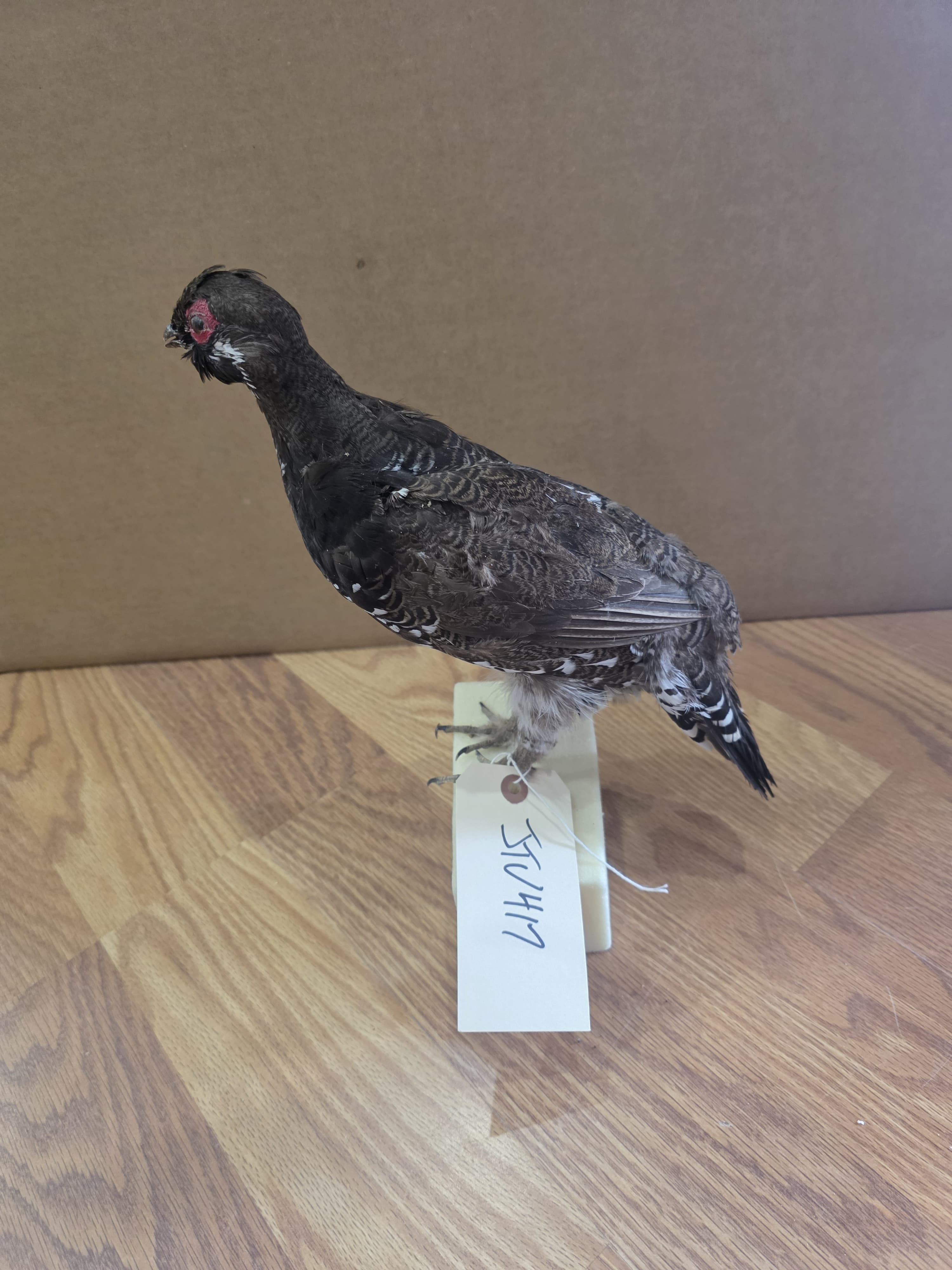 Jtv417 - Grouse Taxidermy Mount | Authentic Bird Display