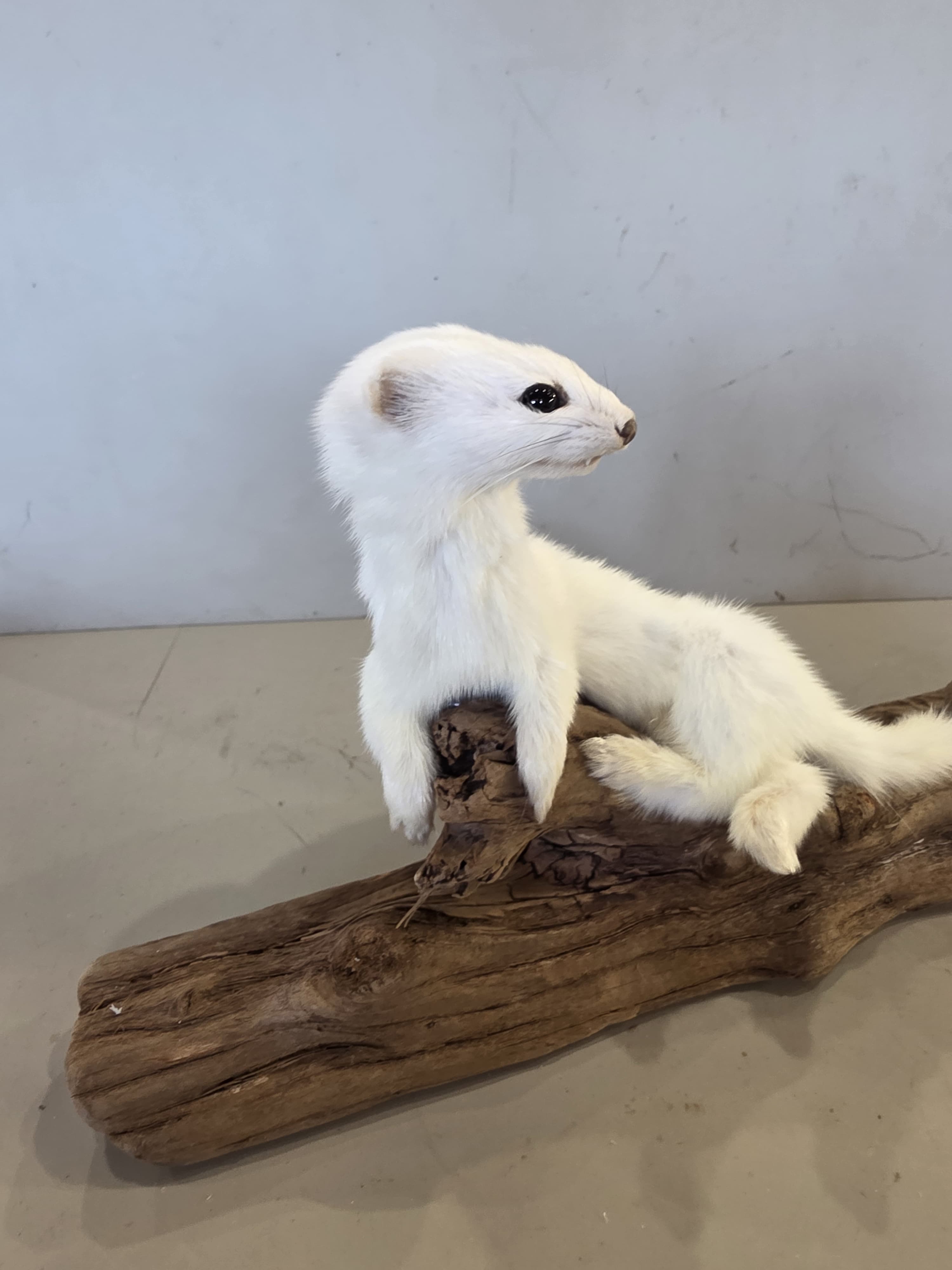 FHJUL12 - Taxidermy Ermine – Realistic Display Specimen