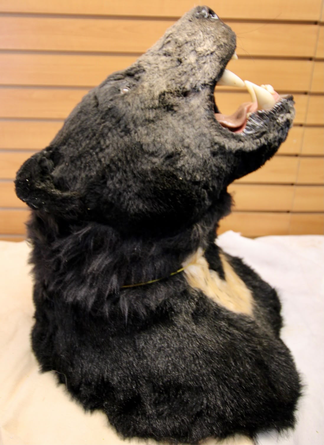 FHRB04 - reproduction Taxidermy American Black Bear Open-Mouth Shoulder Mount
