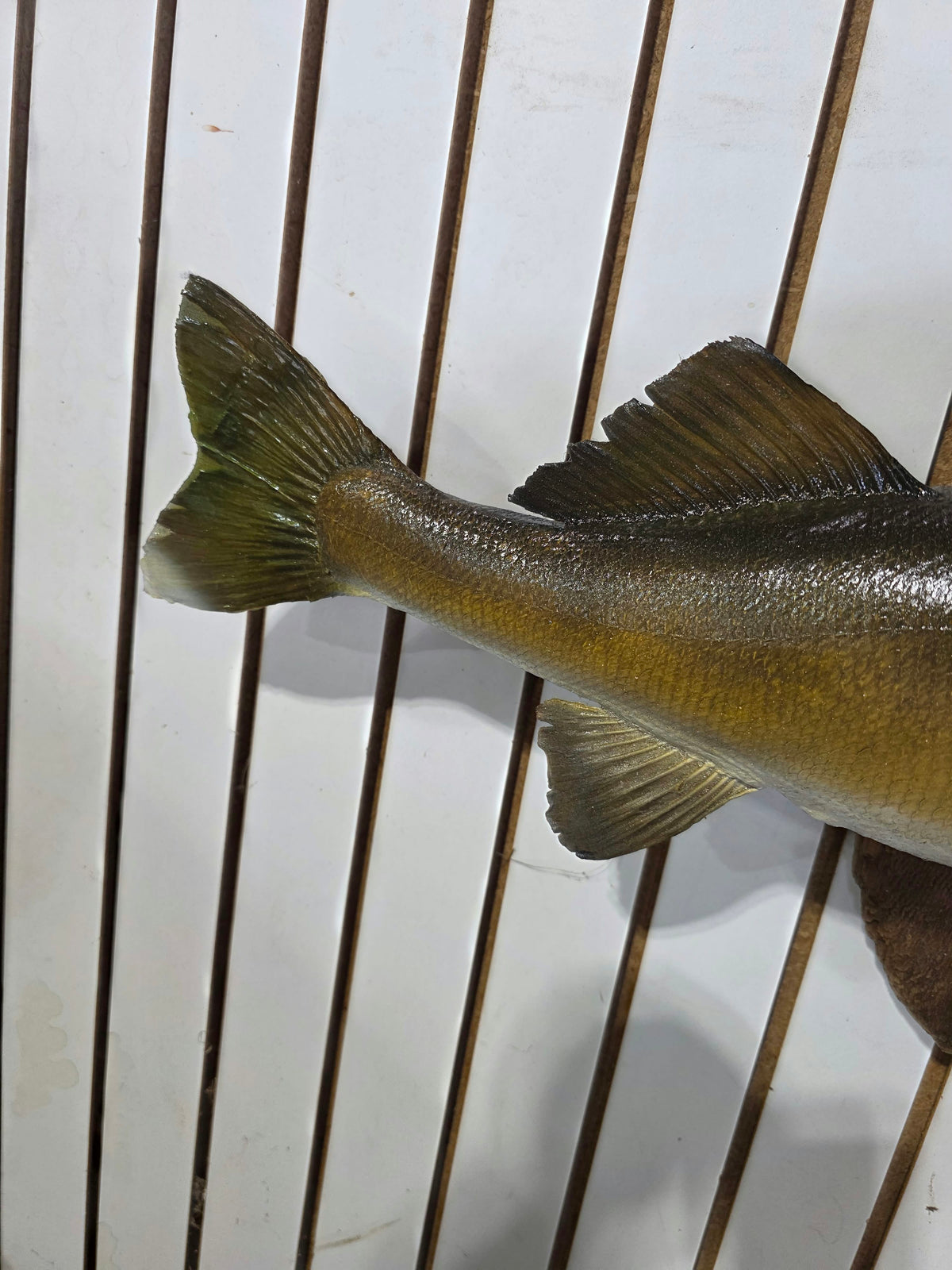 Comb114 - Massive Trophy 28" Walleye Fish Taxidermy Mount