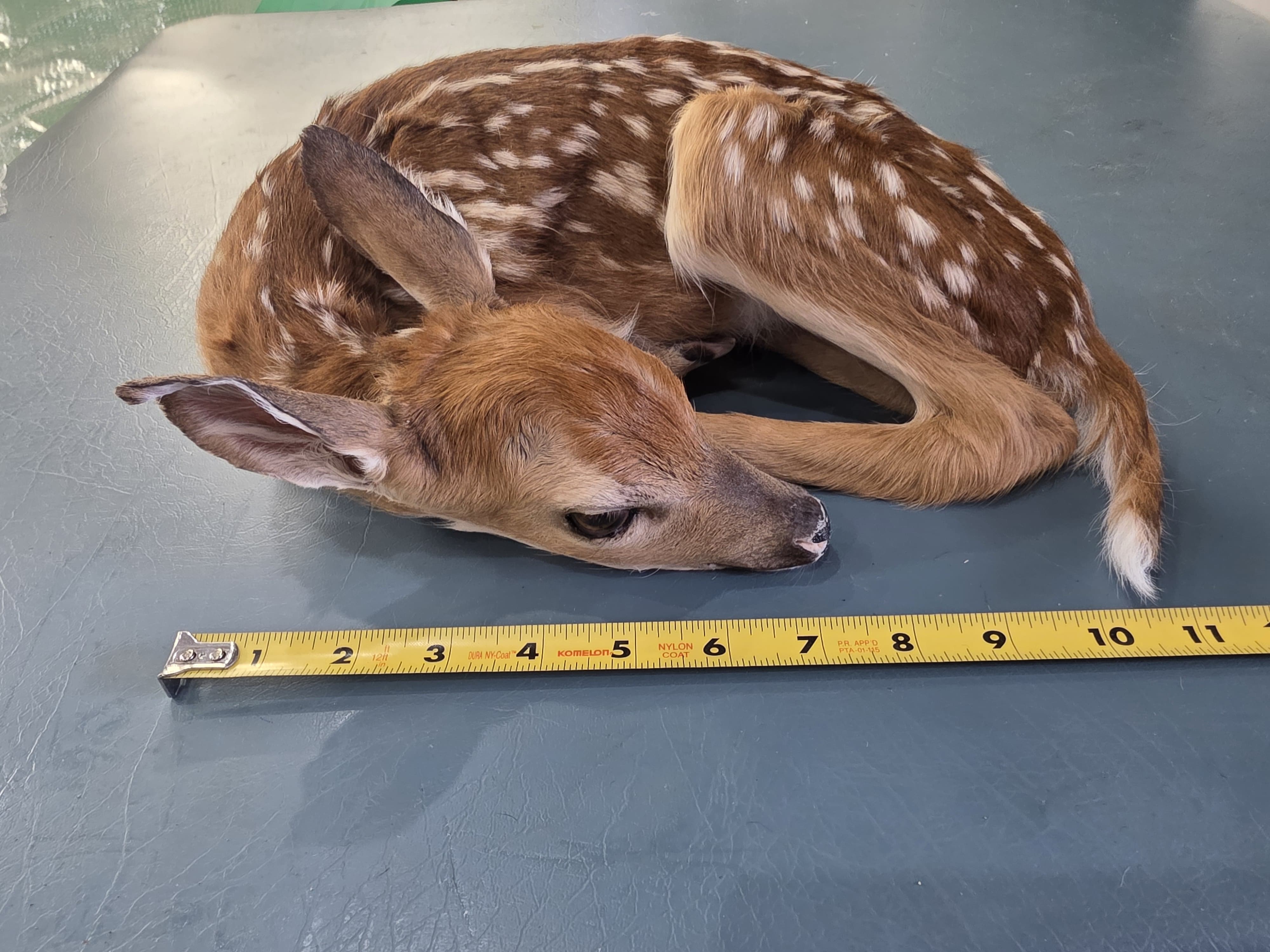 Fhden10 - Fawn Deer Taxidermy Mount