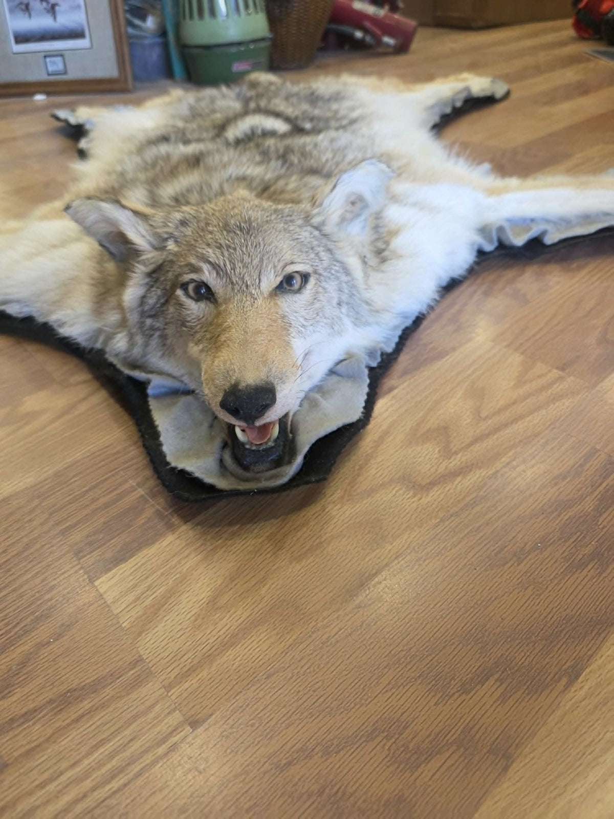 FHEB1016A - Exquisite Handcrafted coyote Taxidermy Rug