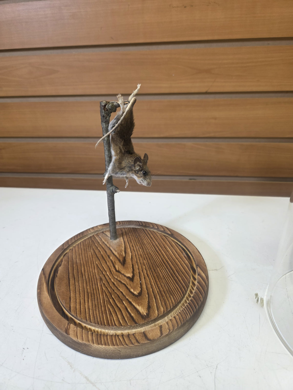 Fhsp106 - Taxidermy House Mouse – Wooden Display Stand