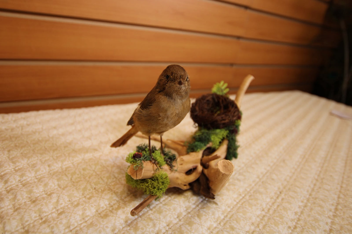 JTVBJ78- Exquisite Taxidermy Rufous-Bellied Niltava