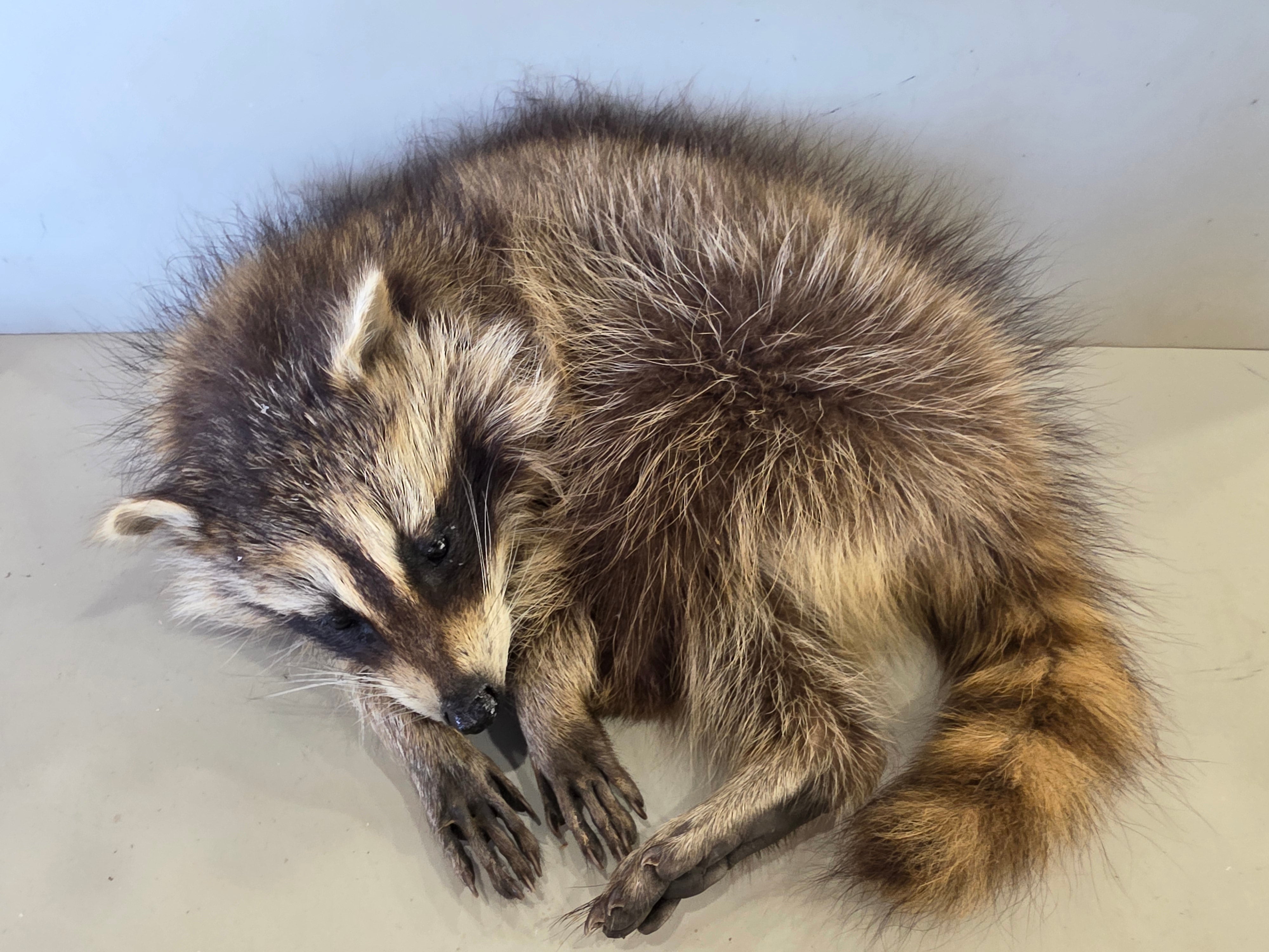FHJUL15 - baby Raccoon Taxidermy full body mount