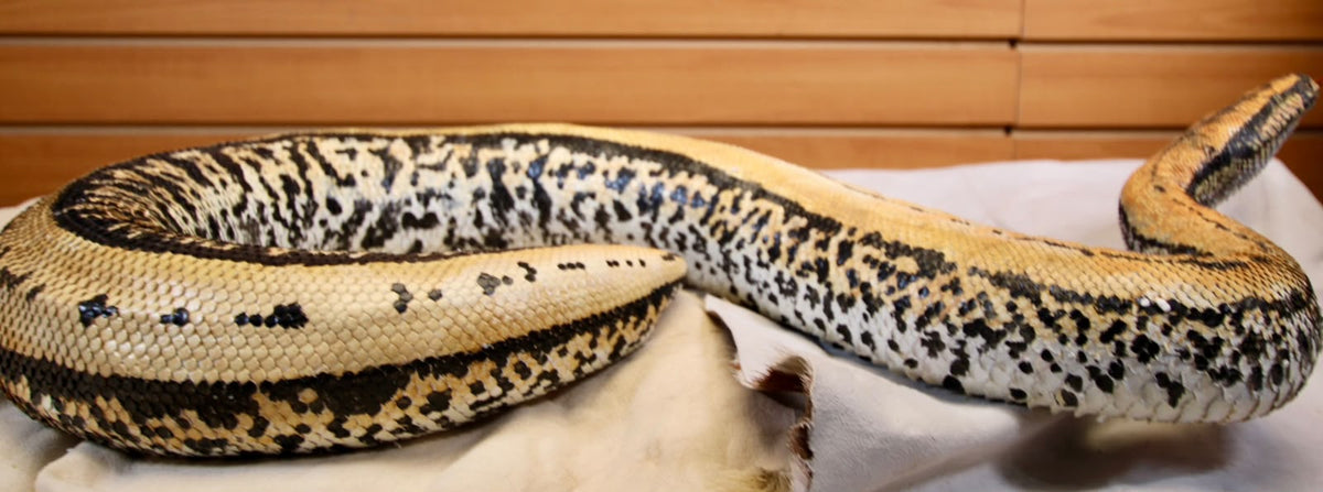 FHRBB07 - Taxidermy Sumatron blood python piebald snake