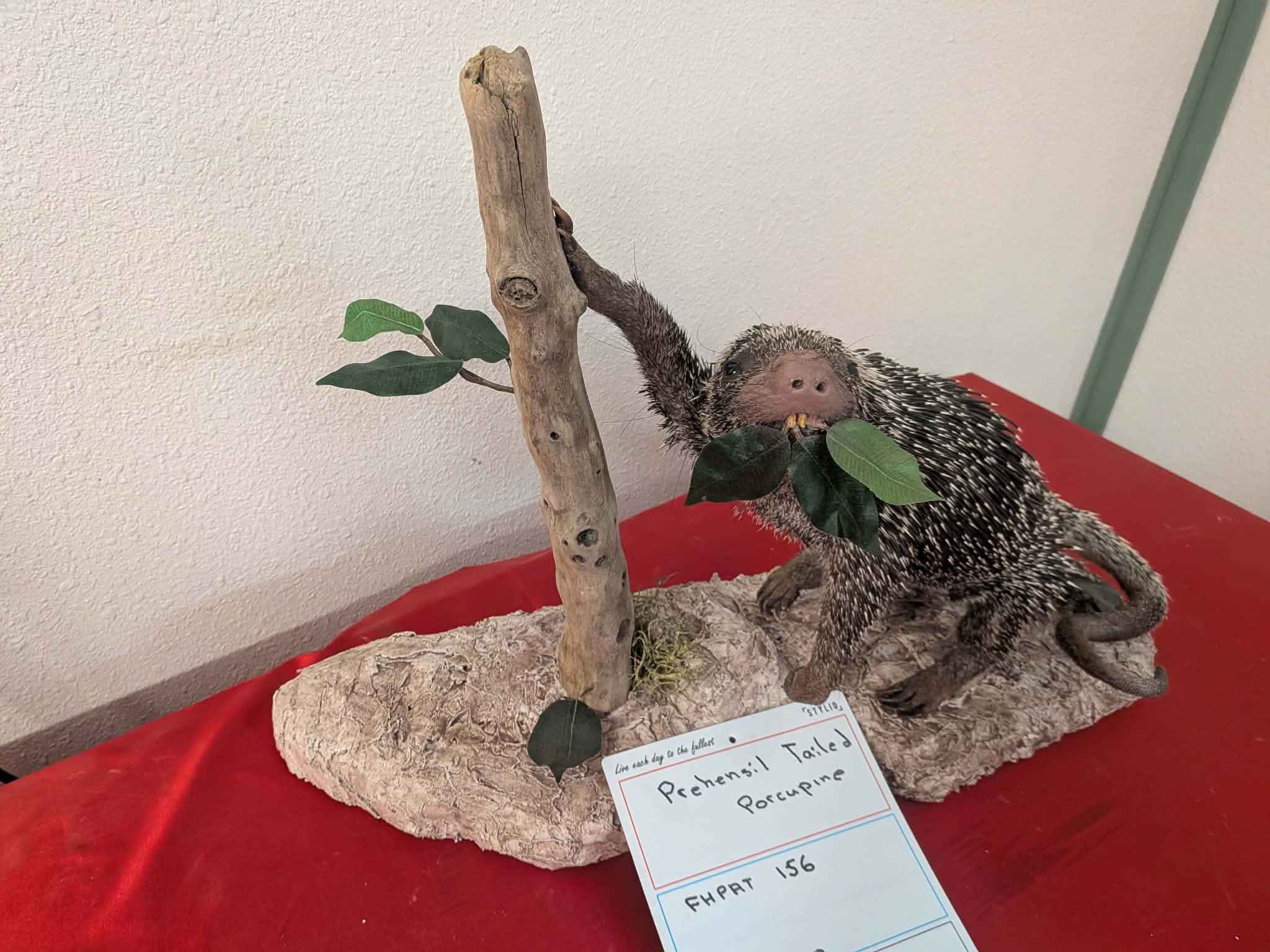 FHPAT156 - Prehensile-Tailed Porcupine Taxidermy Mount