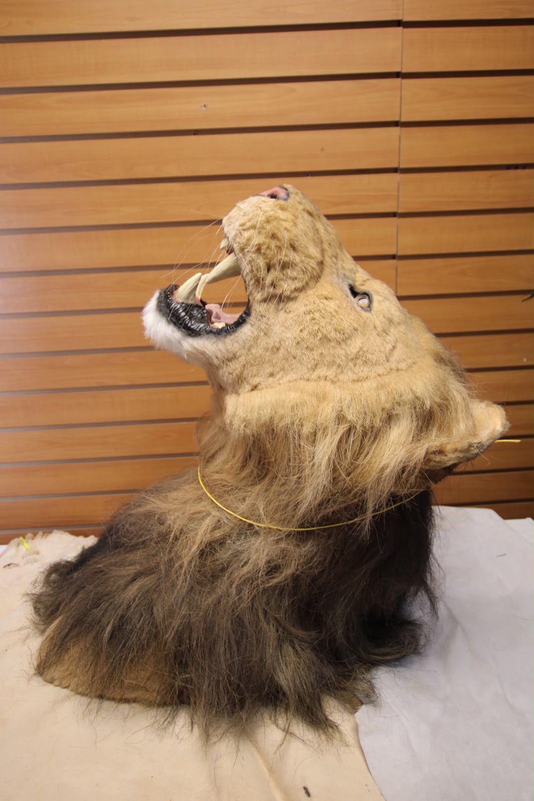 FHRBC08 -reproduction Taxidermy Lion Head Mount on Wooden Slat Wall Panel