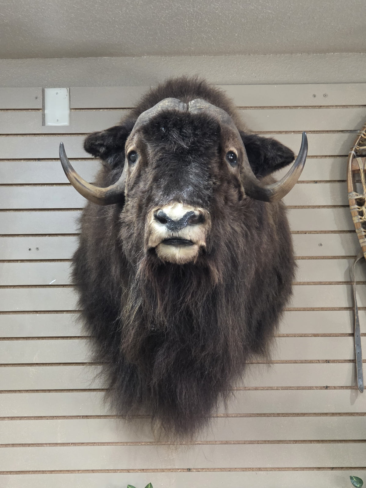 Fhad100 - Muskox shoulder mount taxidermy