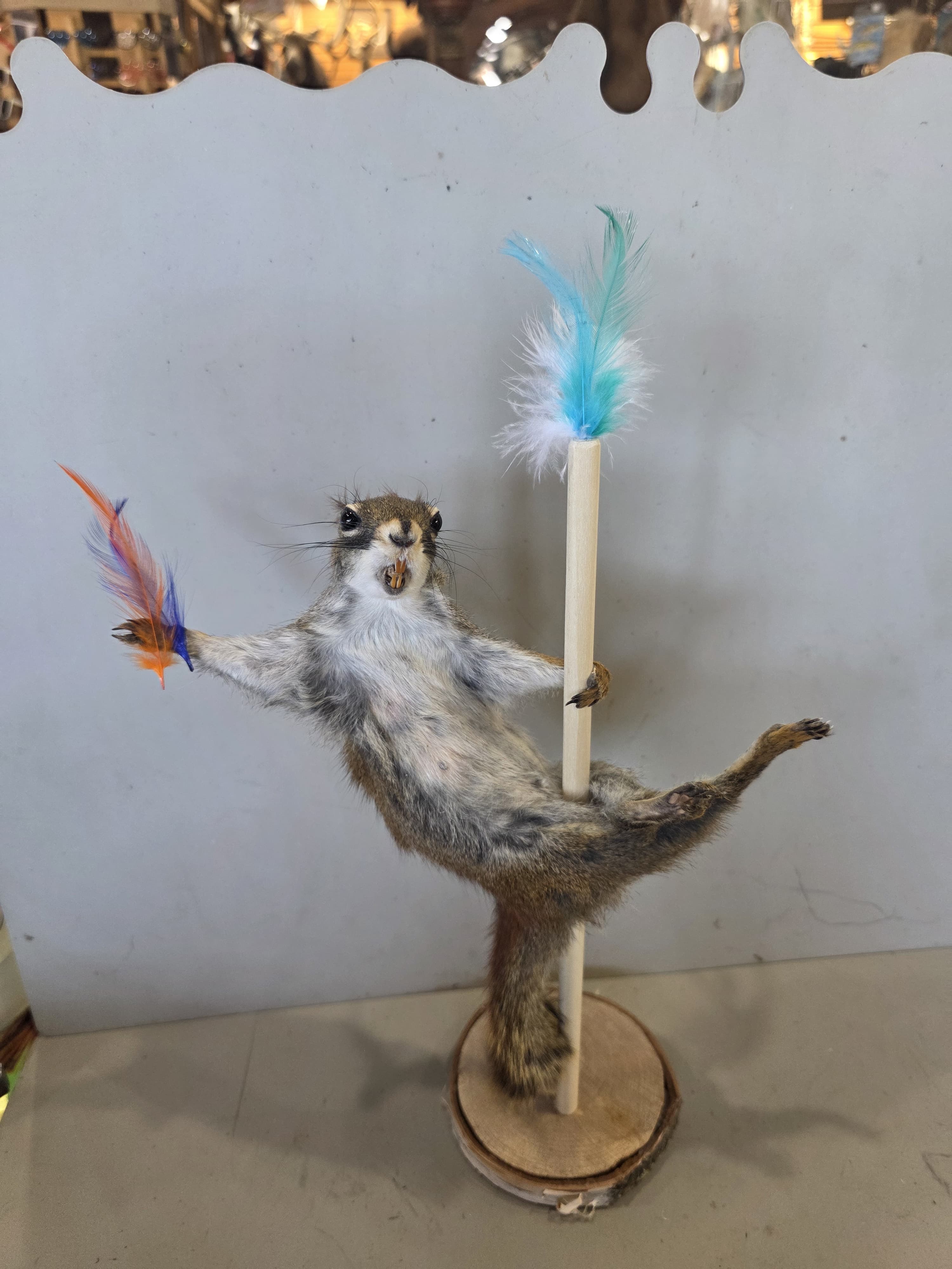 FHJUL15 - taxidermy Squirrel – Handcrafted Display Mount
