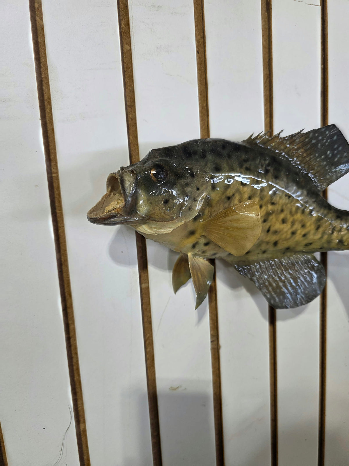 Comb111 - 14" Crappie Fish Taxidermy Mount