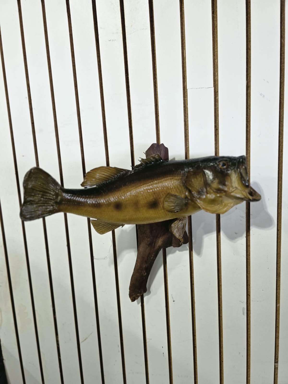Comb105 - Trophy-Size 20" Largemouth Bass Taxidermy Mount