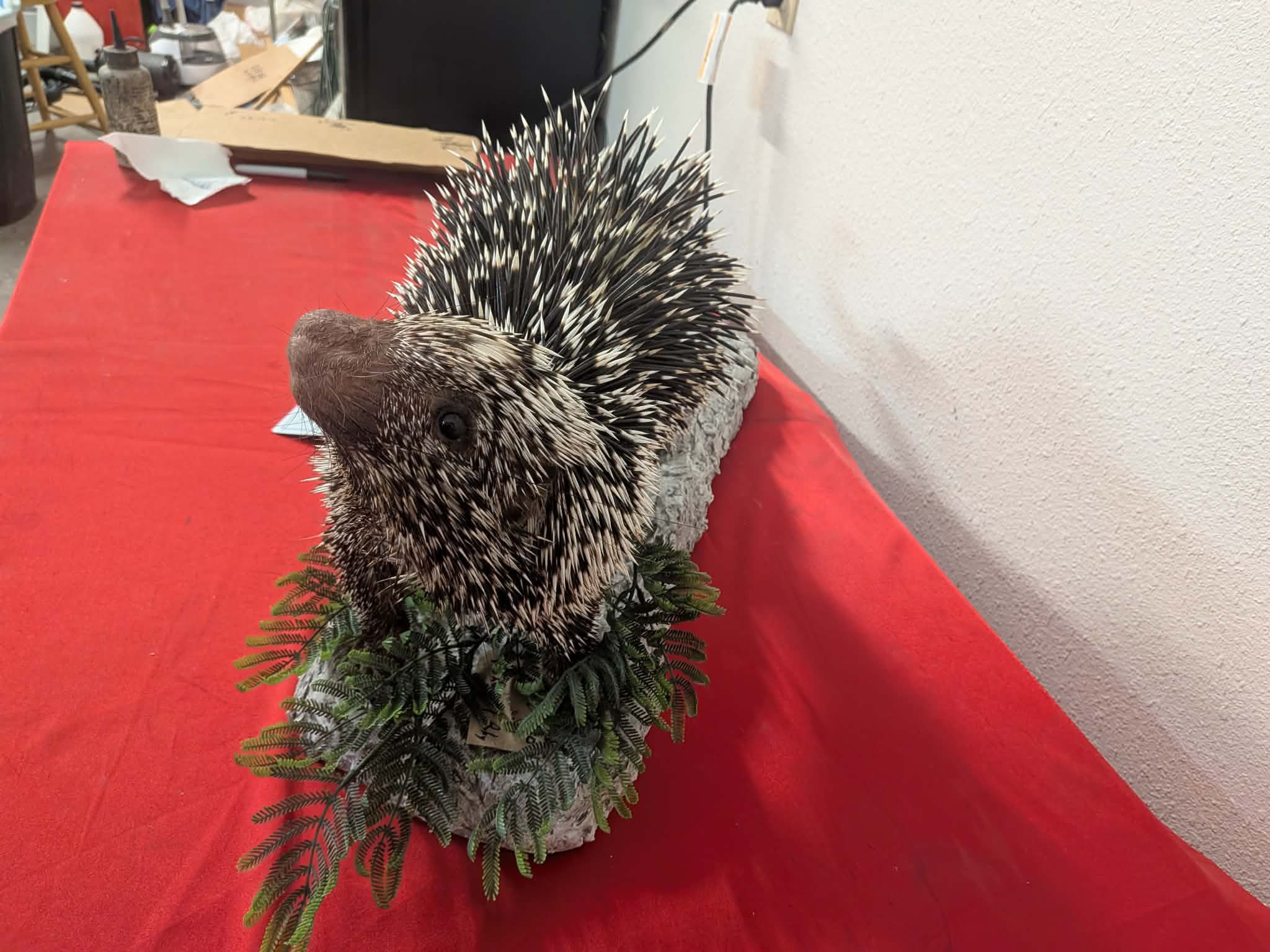 FHPAT150 - Prehensile-Tailed Porcupine Taxidermy Mount – Exotic Wildlife Display