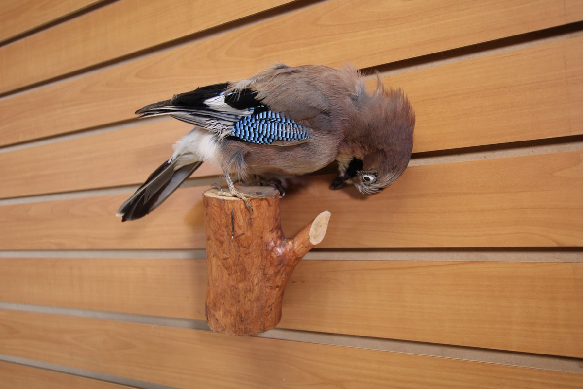 FHSP129 -Eurasian Jay Taxidermy Mount