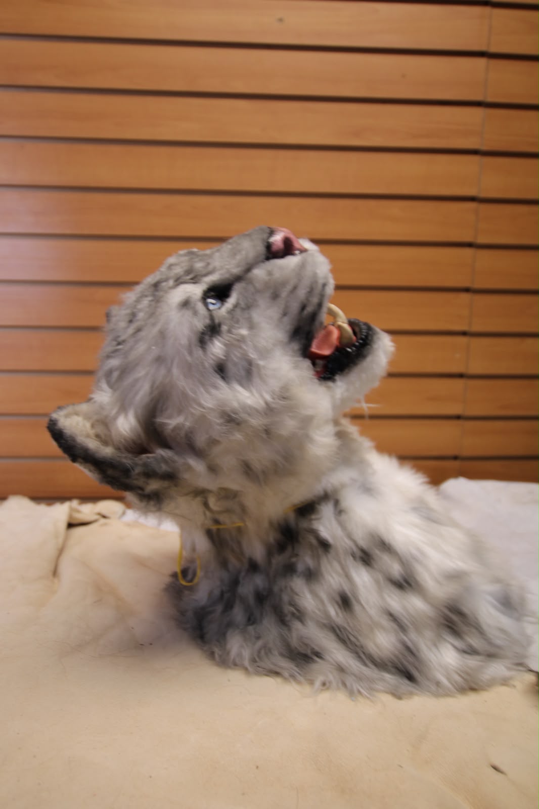 FHRBC07 -reproduction Taxidermy Siberian Gray Wolf Head Mount with Open Mouth