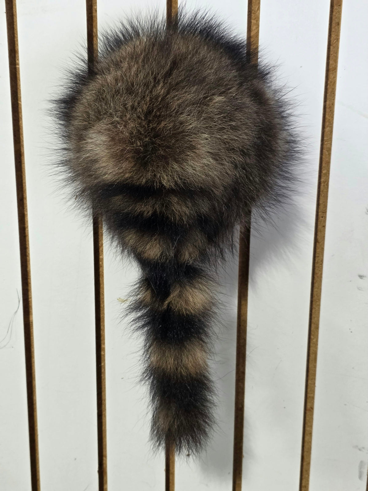Comb123 - Coon Butt Taxidermy Mount (Raccoon Rear End Accent)