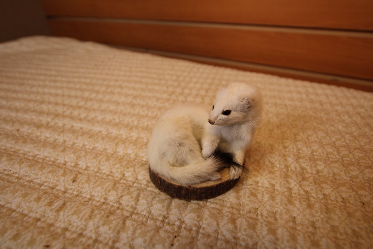 FHWEAS008- Winter White Ermine (Short-Tailed Weasel) Taxidermy Mount