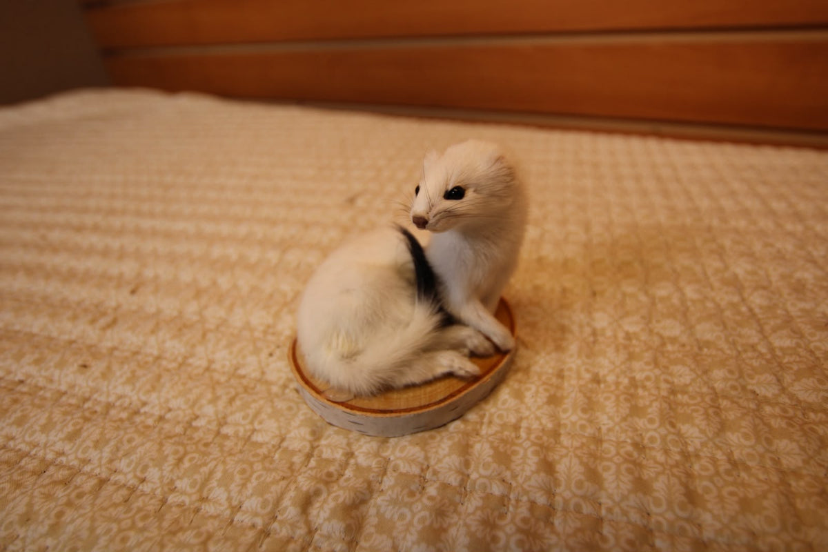 FHWEAS007 - Winter White Ermine (Short-Tailed Weasel) Taxidermy Mount
