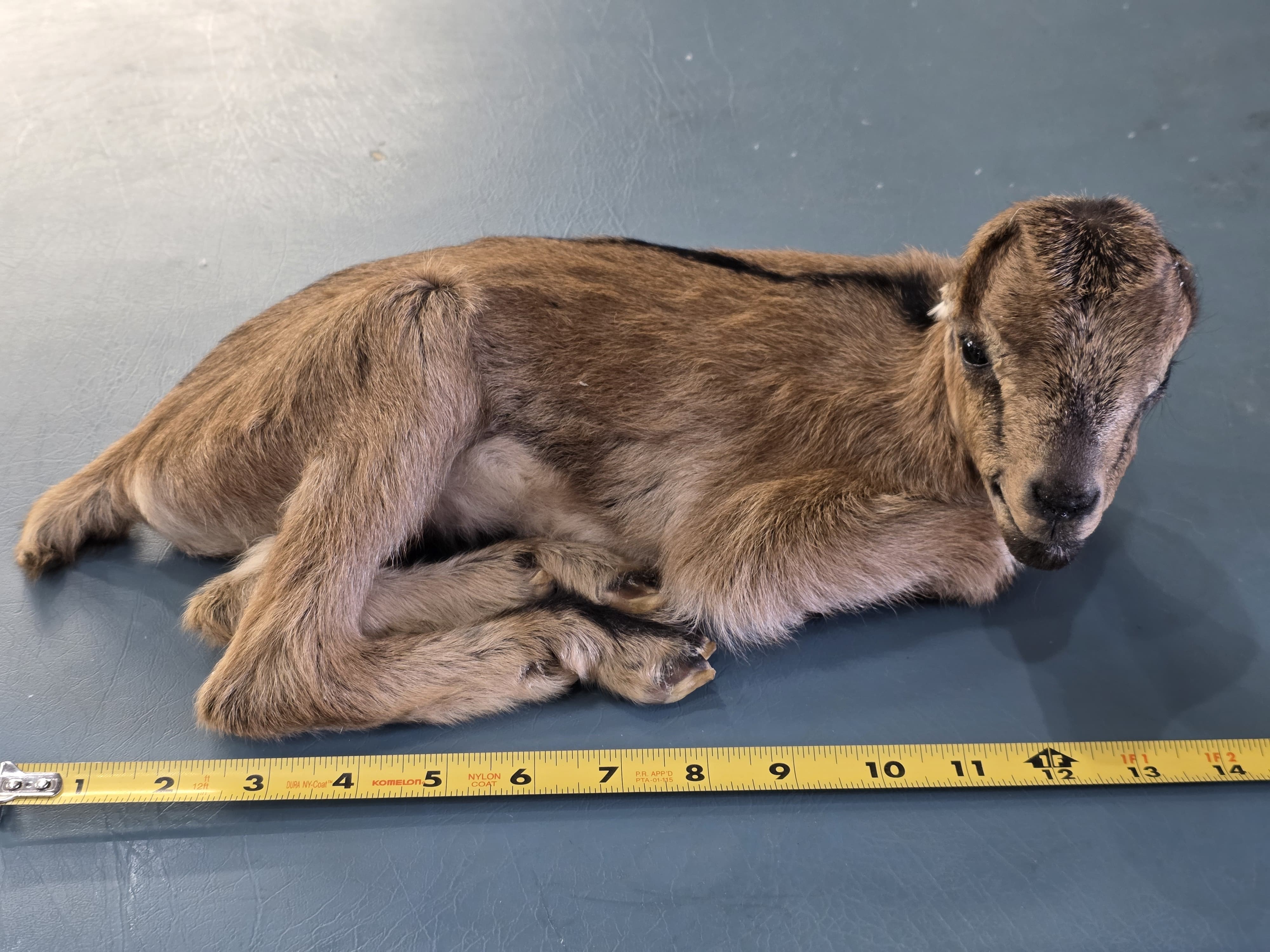 Fhjun22 - LaMancha Baby Kid Goat Taxidermy Mount