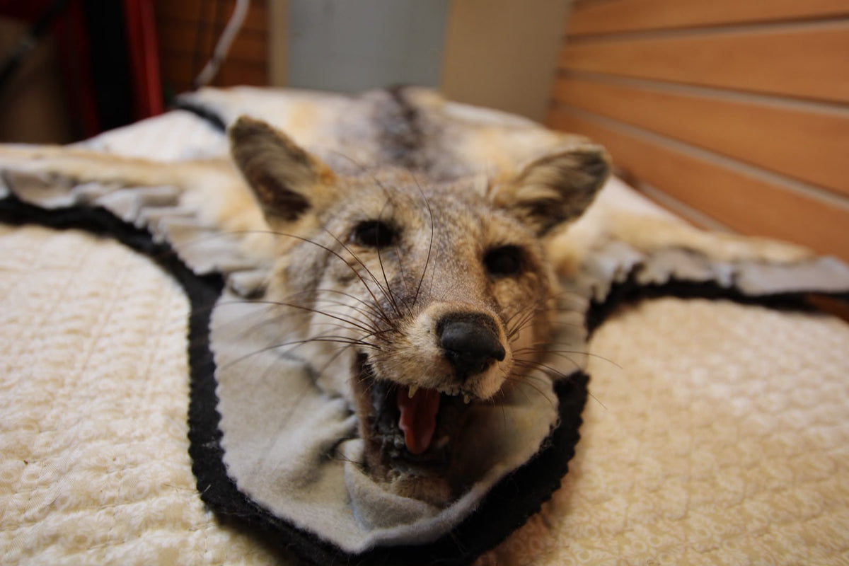 FHSP133 - Full-Pose grey Fox rug taxidermy
