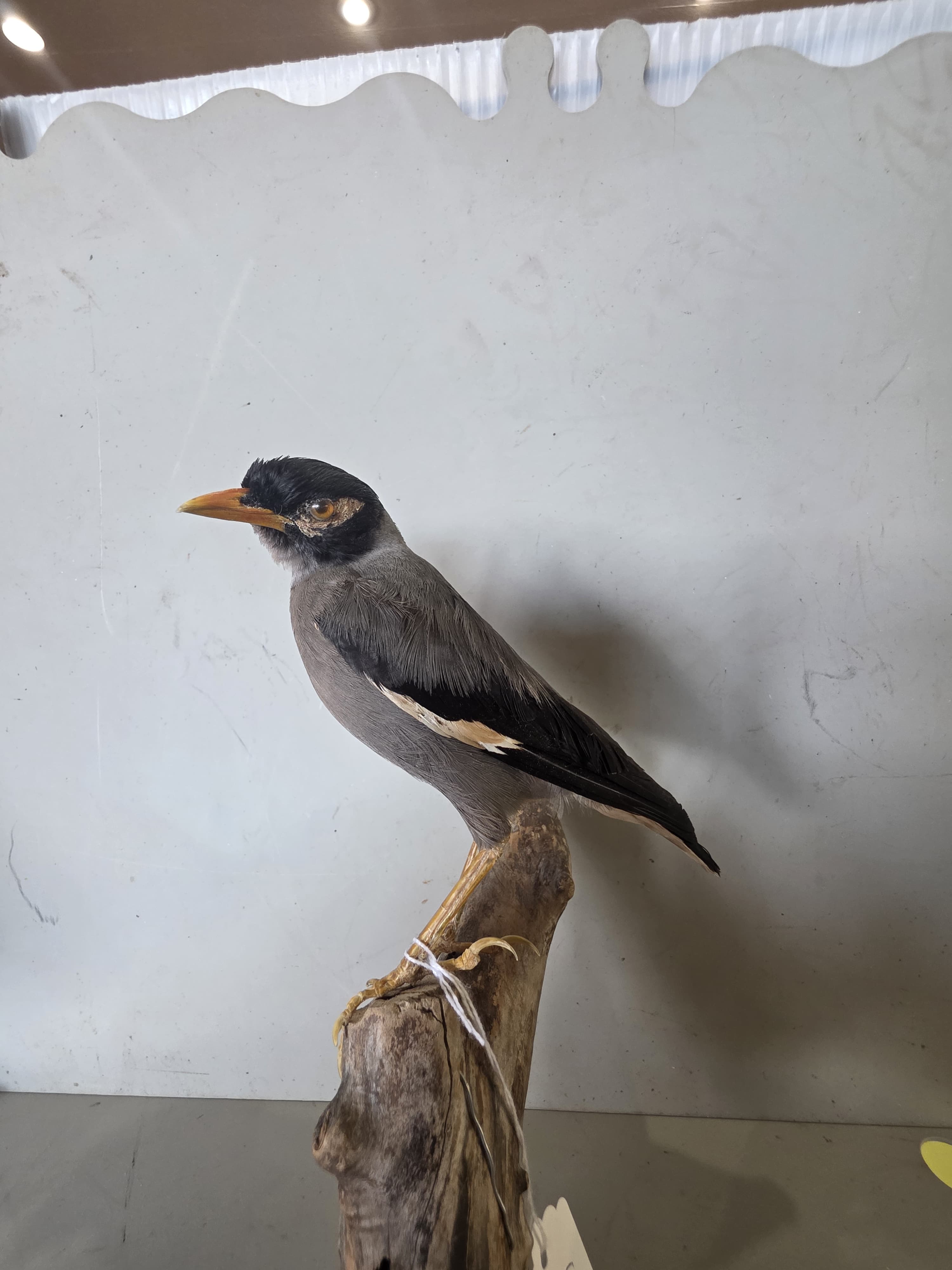 JTVIT1 - Taxidermy Common Myna Bird