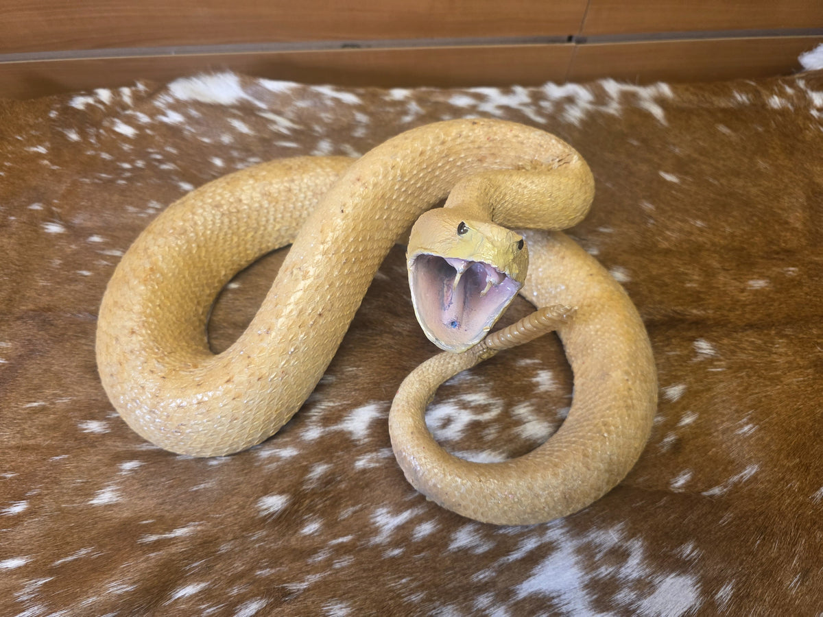 Fhsp100 - Golden Reticulated Python — Premium Taxidermy