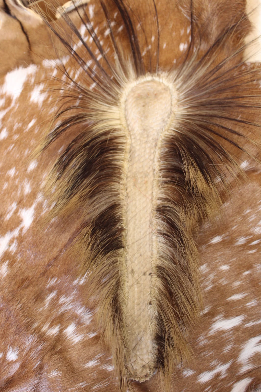 FHHD02 - porcupine roach hair native made.