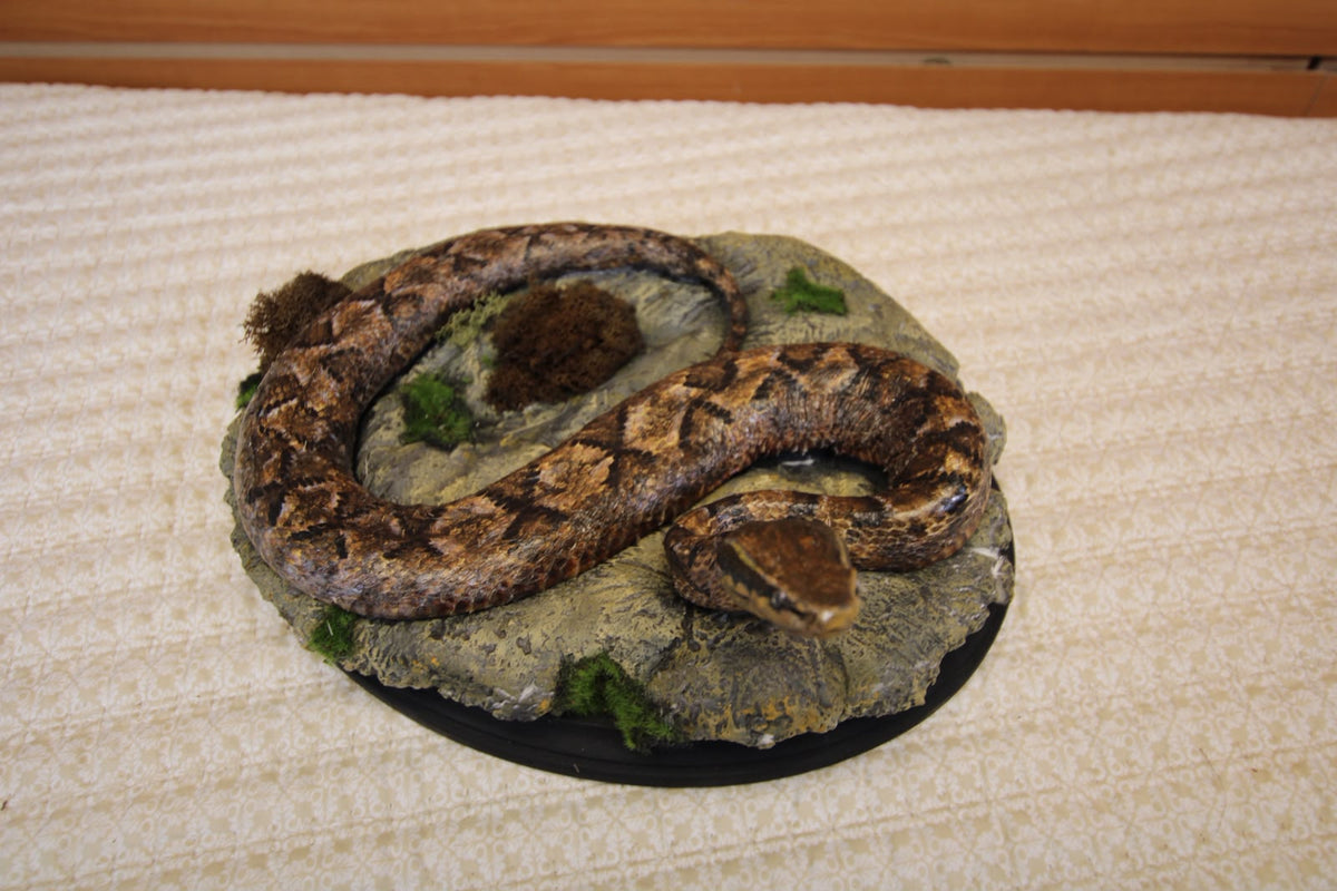 FHSP126 - Authentic Boa Constrictor Taxidermy Display