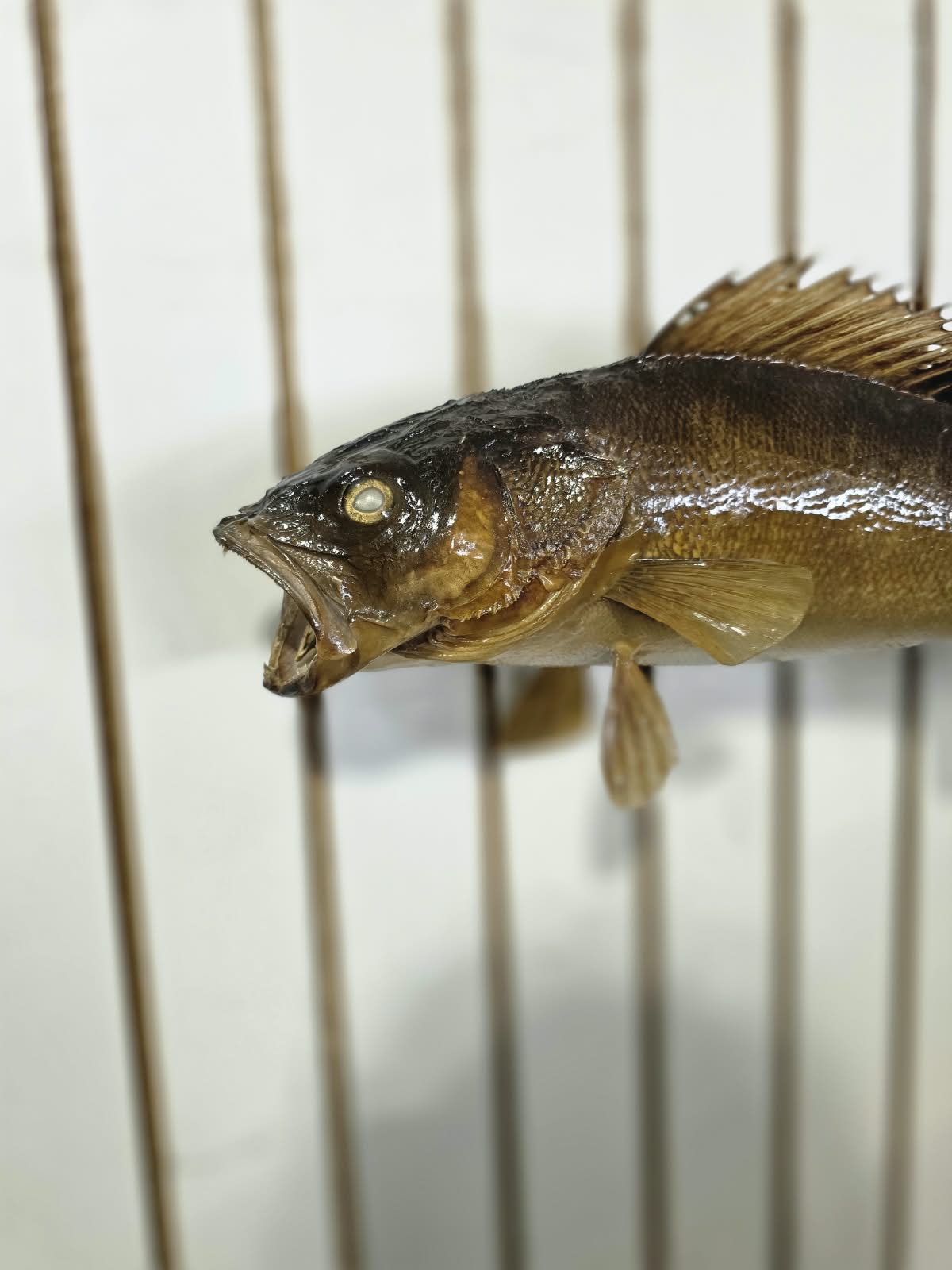 Comb108 - Trophy-Grade 22" Walleye Fish Taxidermy Mount