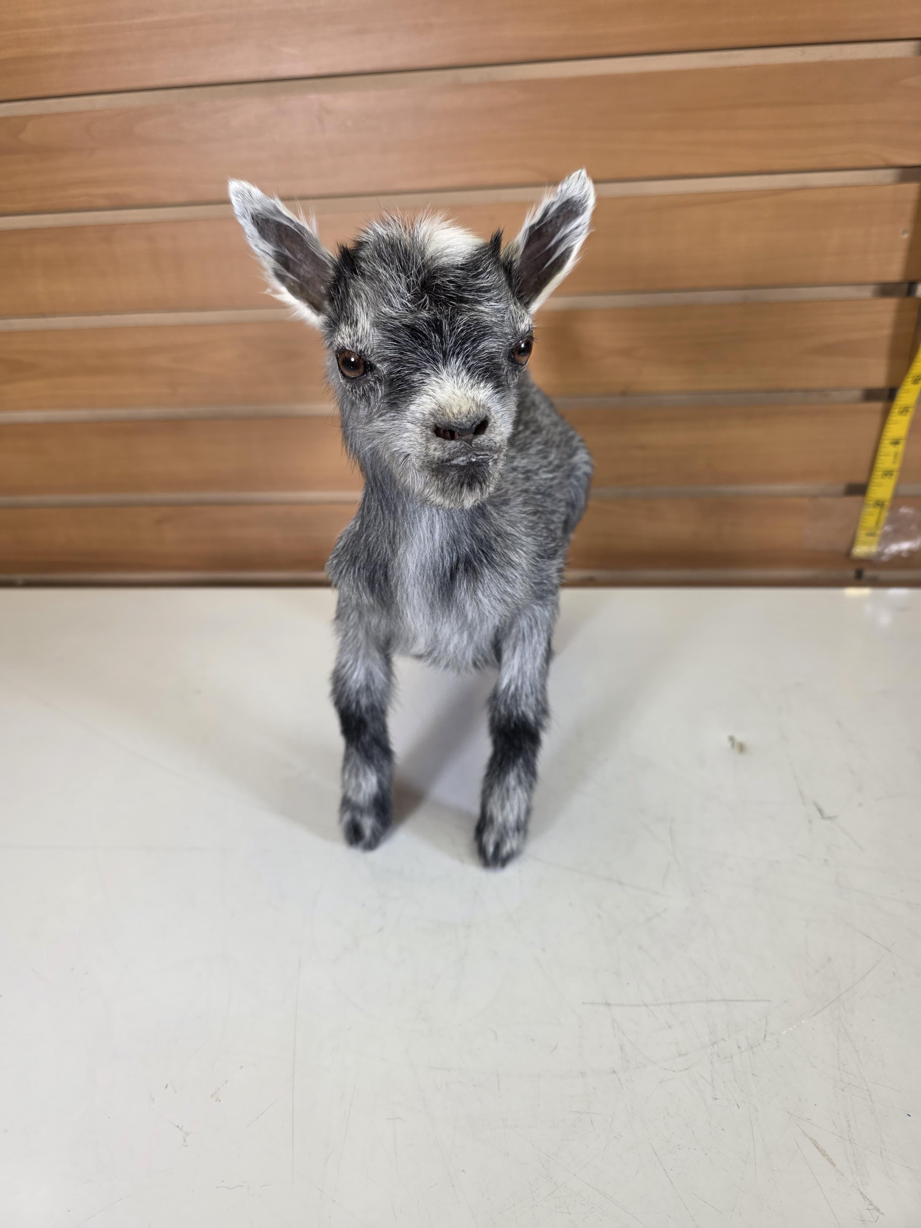 Fhden15 - Pygmy Kid Goat Taxidermy Mount
