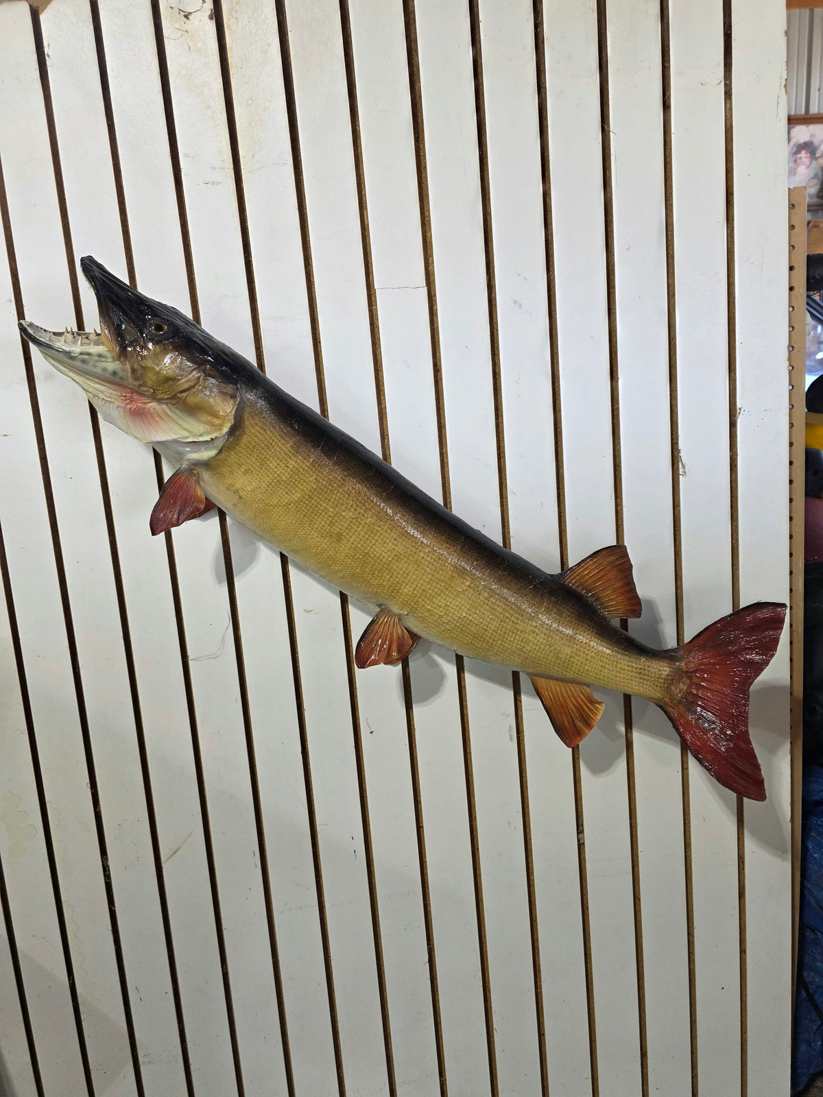 Comb113 - Trophy-Class 38" Northern Pike Taxidermy Mount