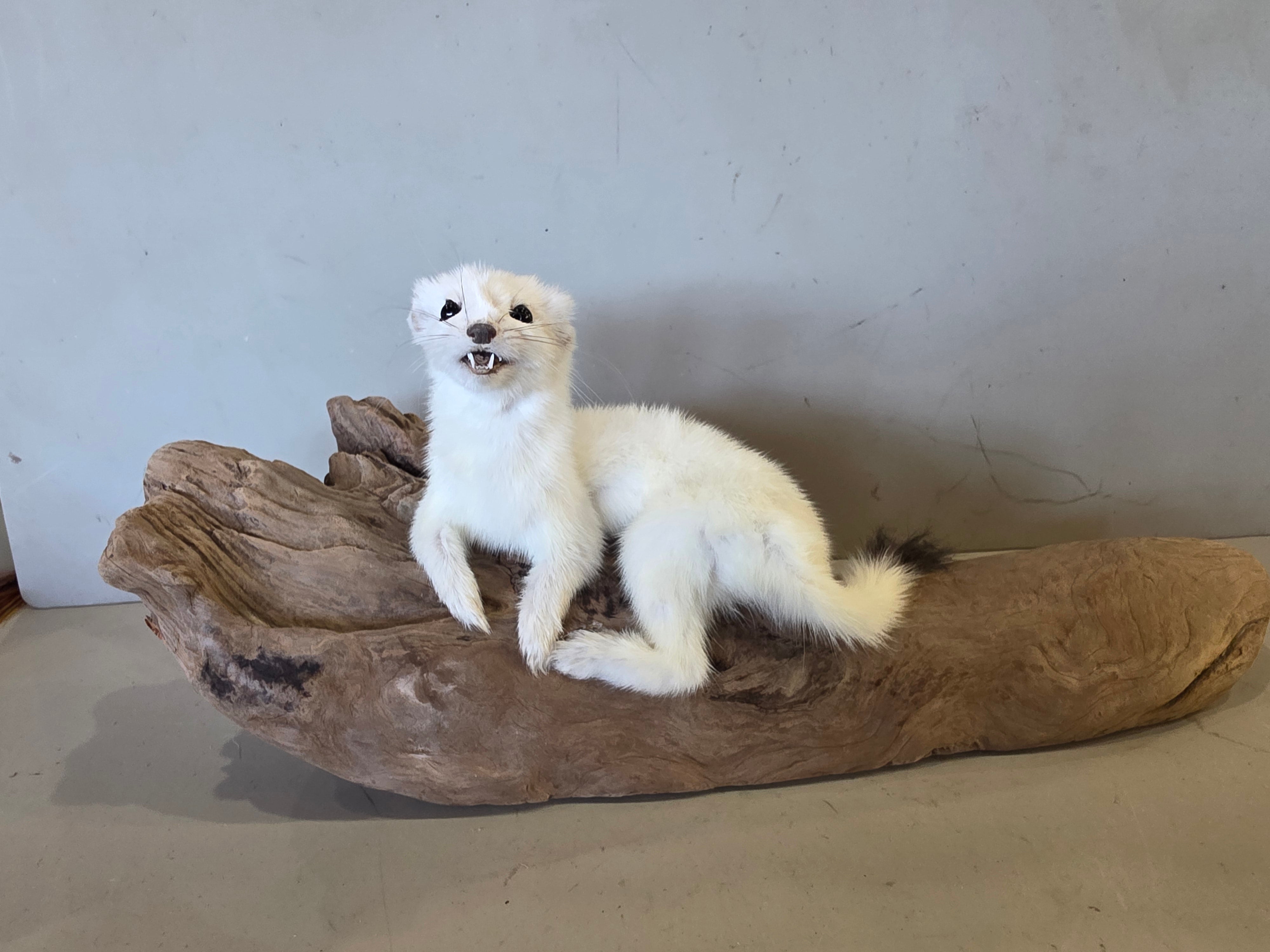 FHJUL11 - Taxidermy Ermine – Realistic Display Specimen