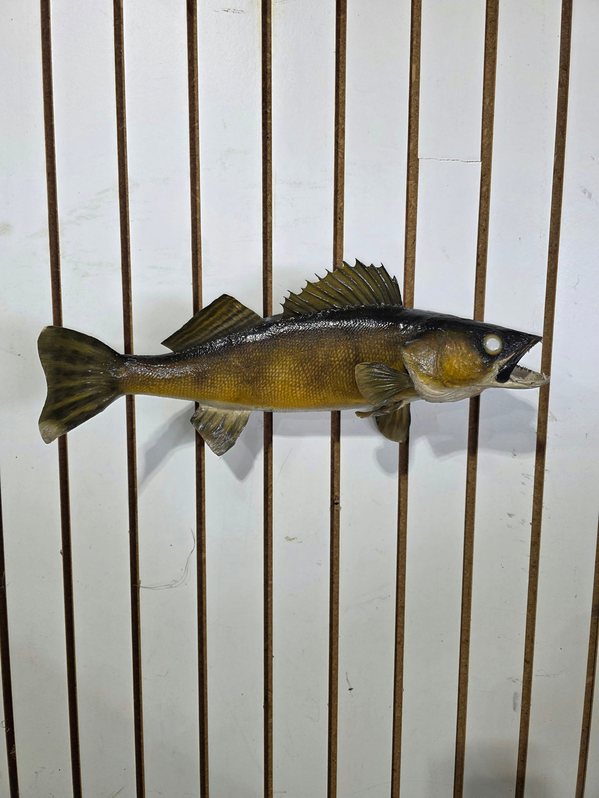 Comb100 - Lifelike 19" Walleye Fish Taxidermy Mount