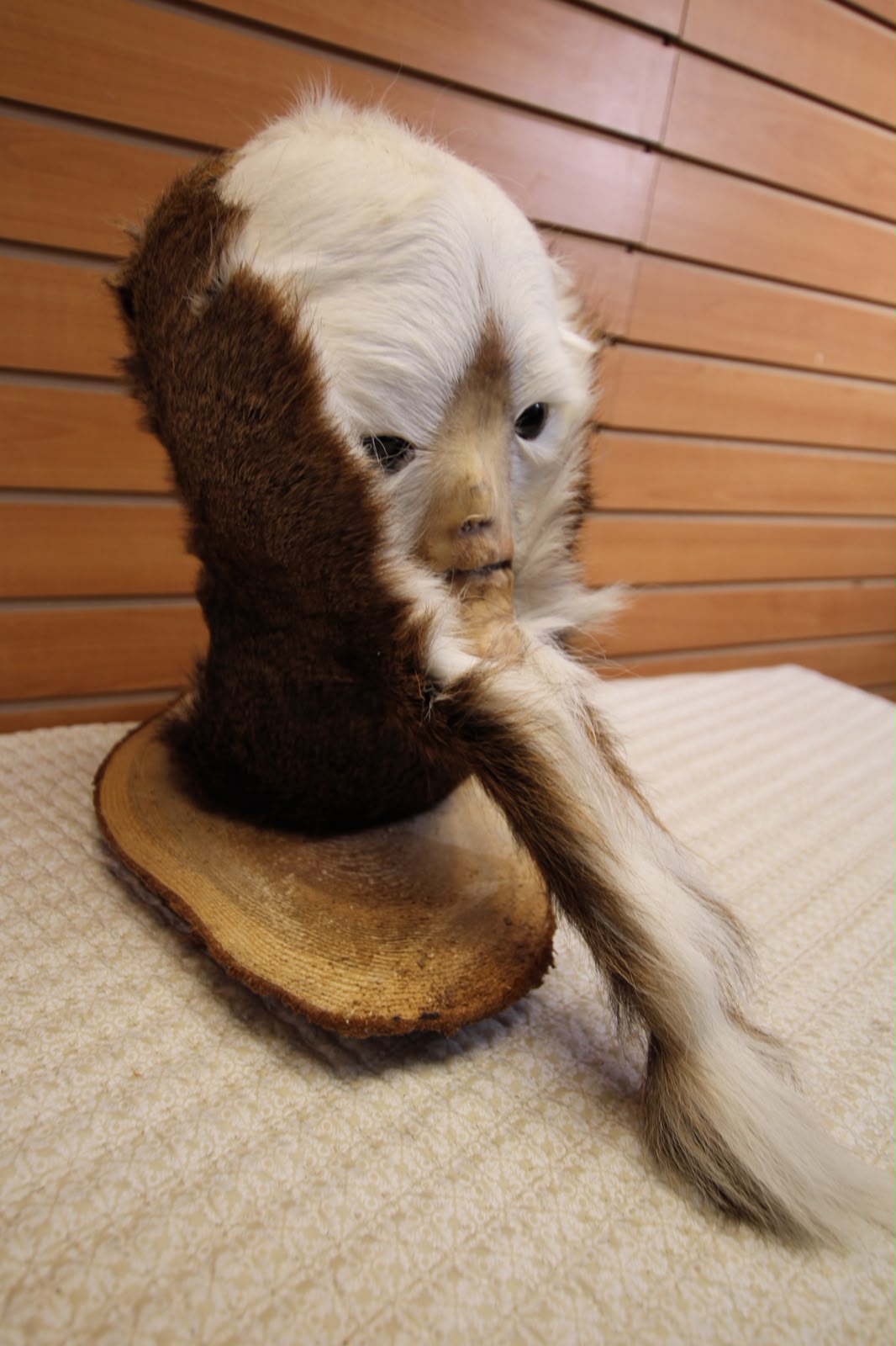 FHSP127 - Custom Swamp Monster Taxidermy Mount