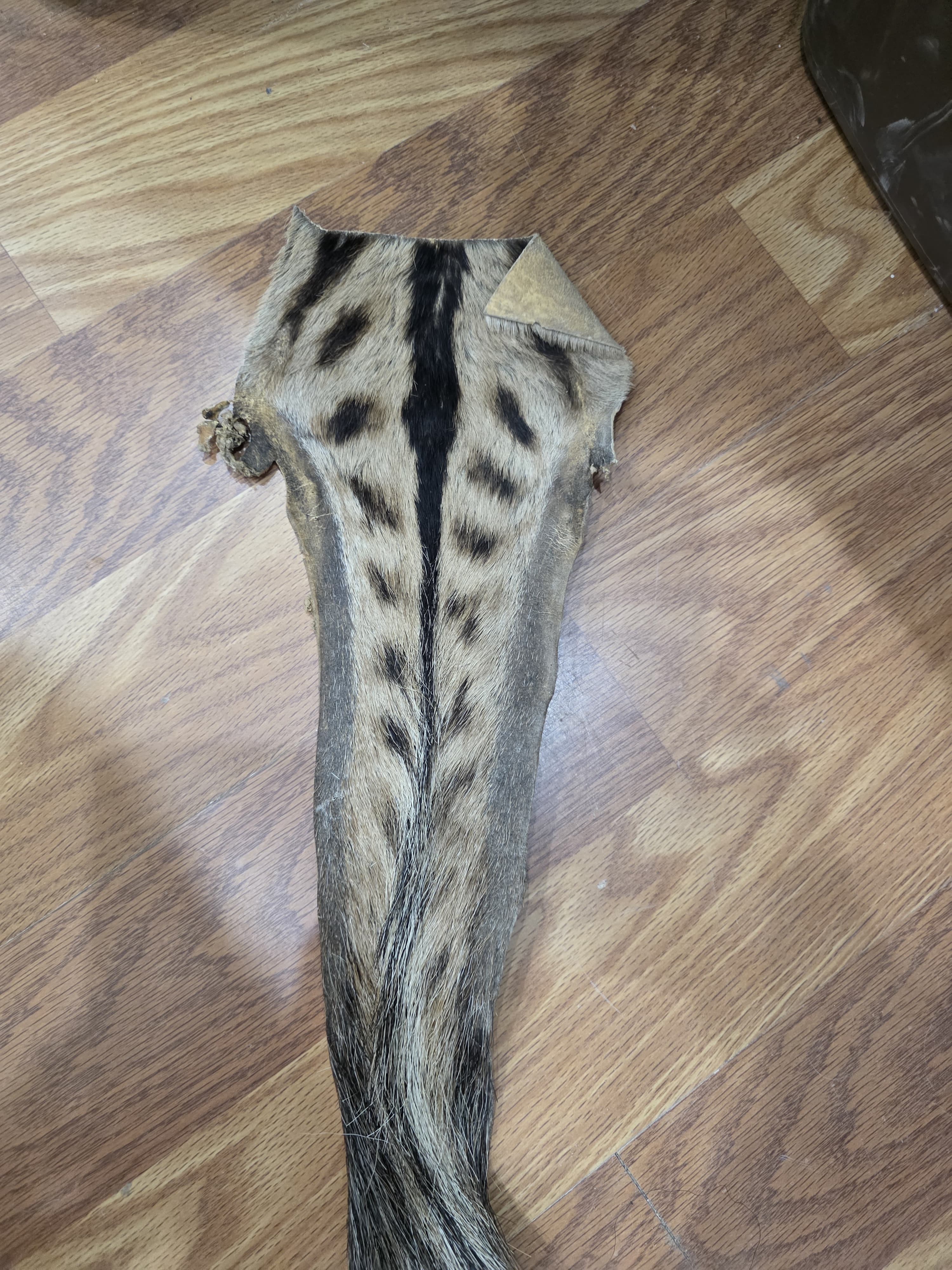 JVTL1 - Zebra Tail 36" | Authentic Wildlife Display