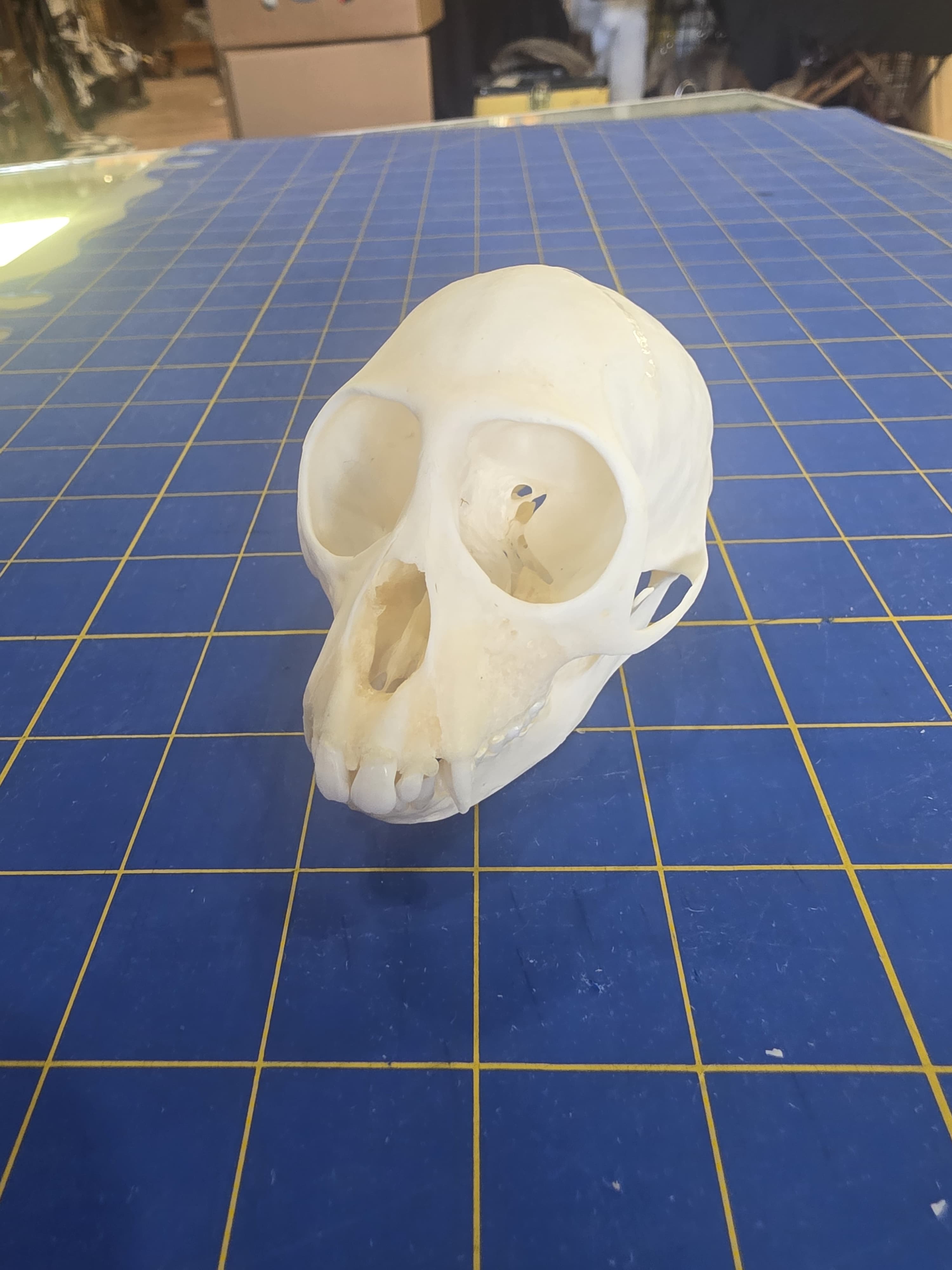 Fhmk11 - Crowned Monkey Skull – Authentic Primate Skull Display