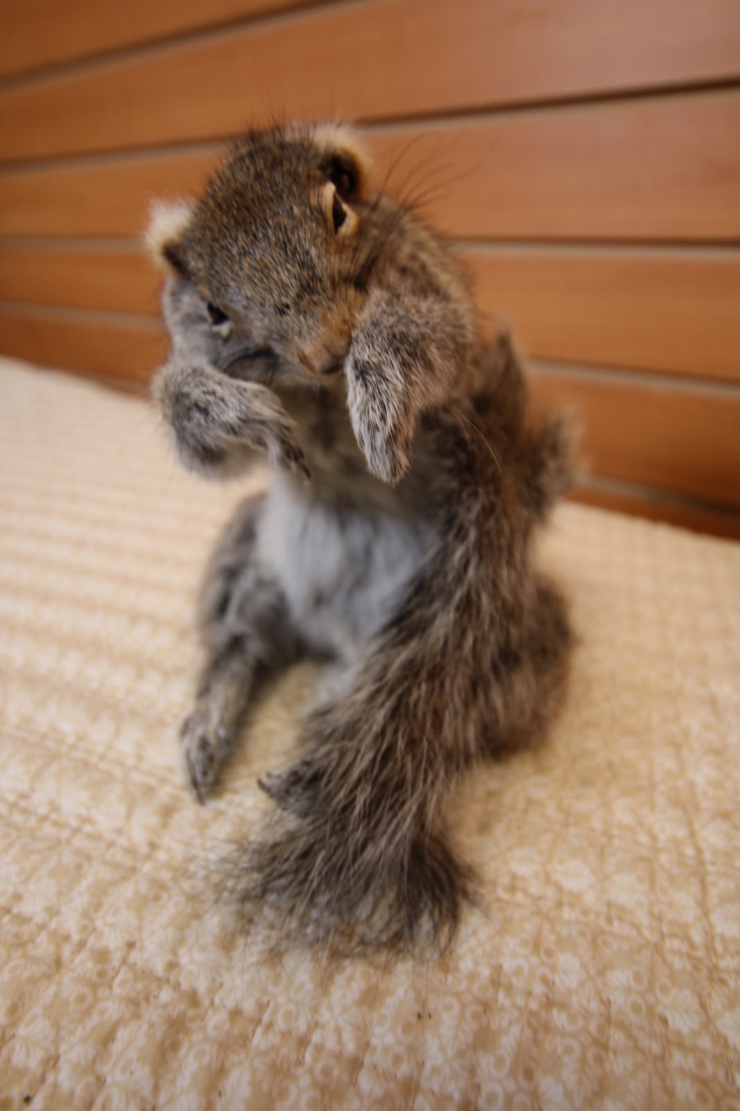 FHSQU005 - Charming Small Squirrel Taxidermy Mount
