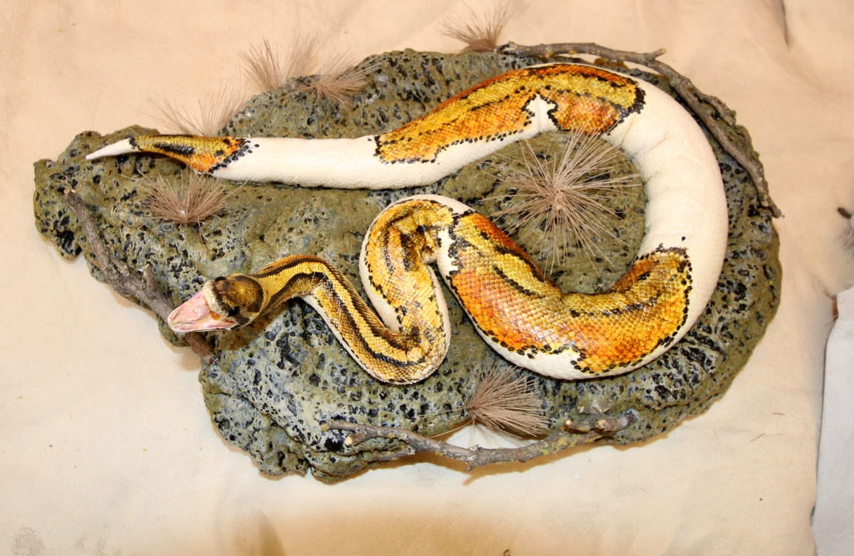 FHSP109 - Taxidermy Piebald Ball Python Specimen