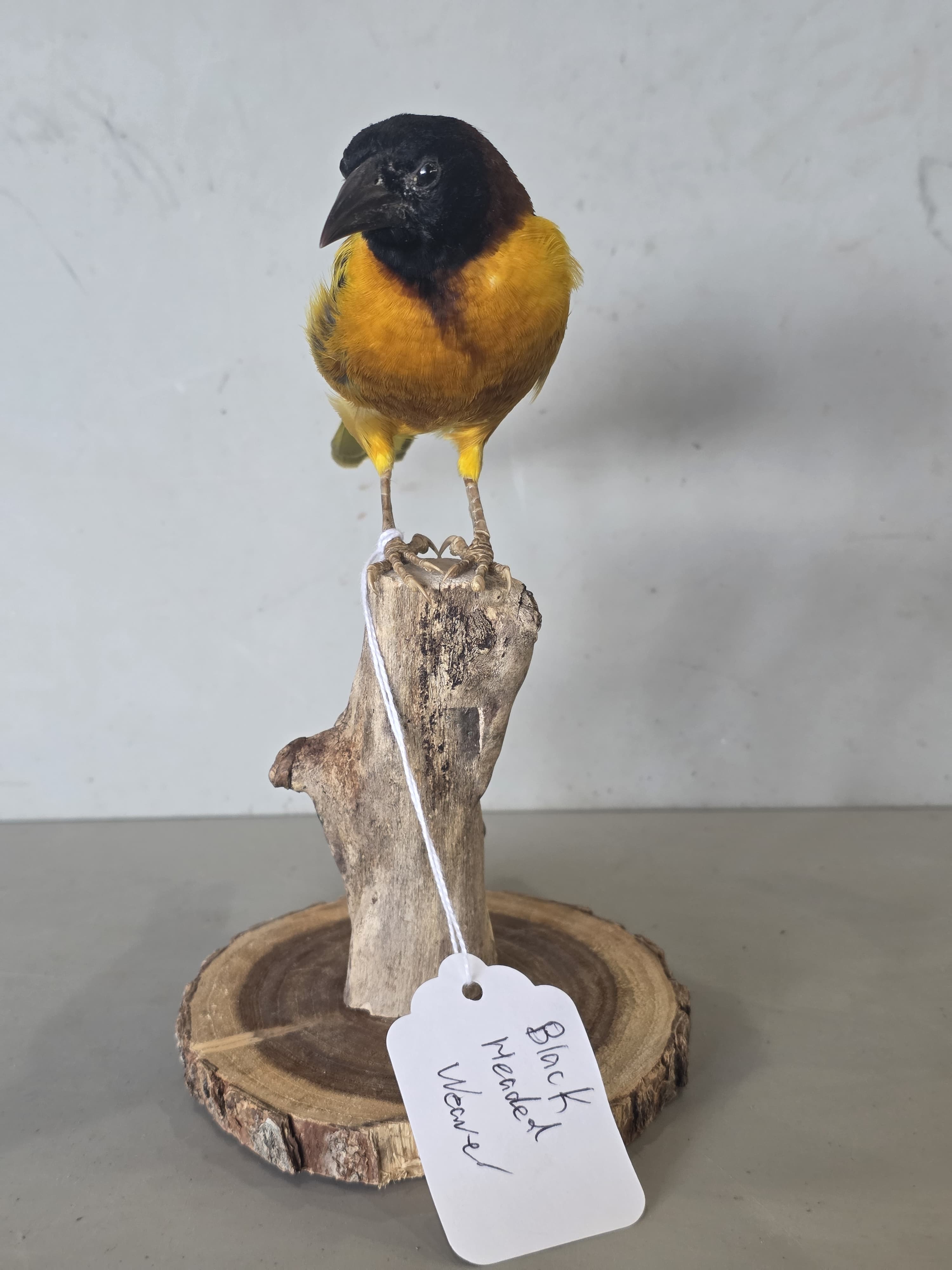 JTVIT3 - Black Headed Weaver Finch Taxidermy – Pen Raised