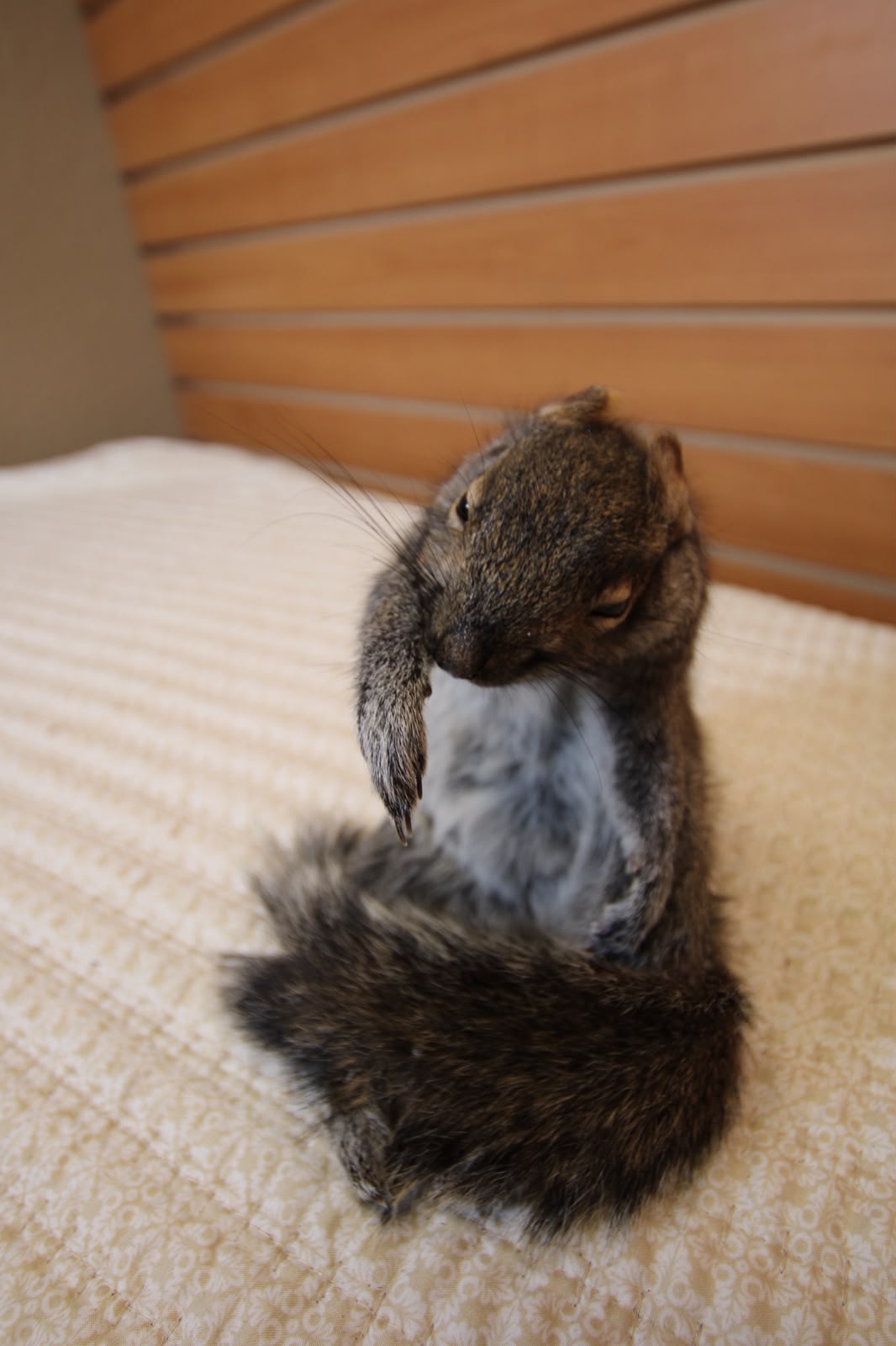 FHSQ002 - drunk Small Squirrel Taxidermy Mount
