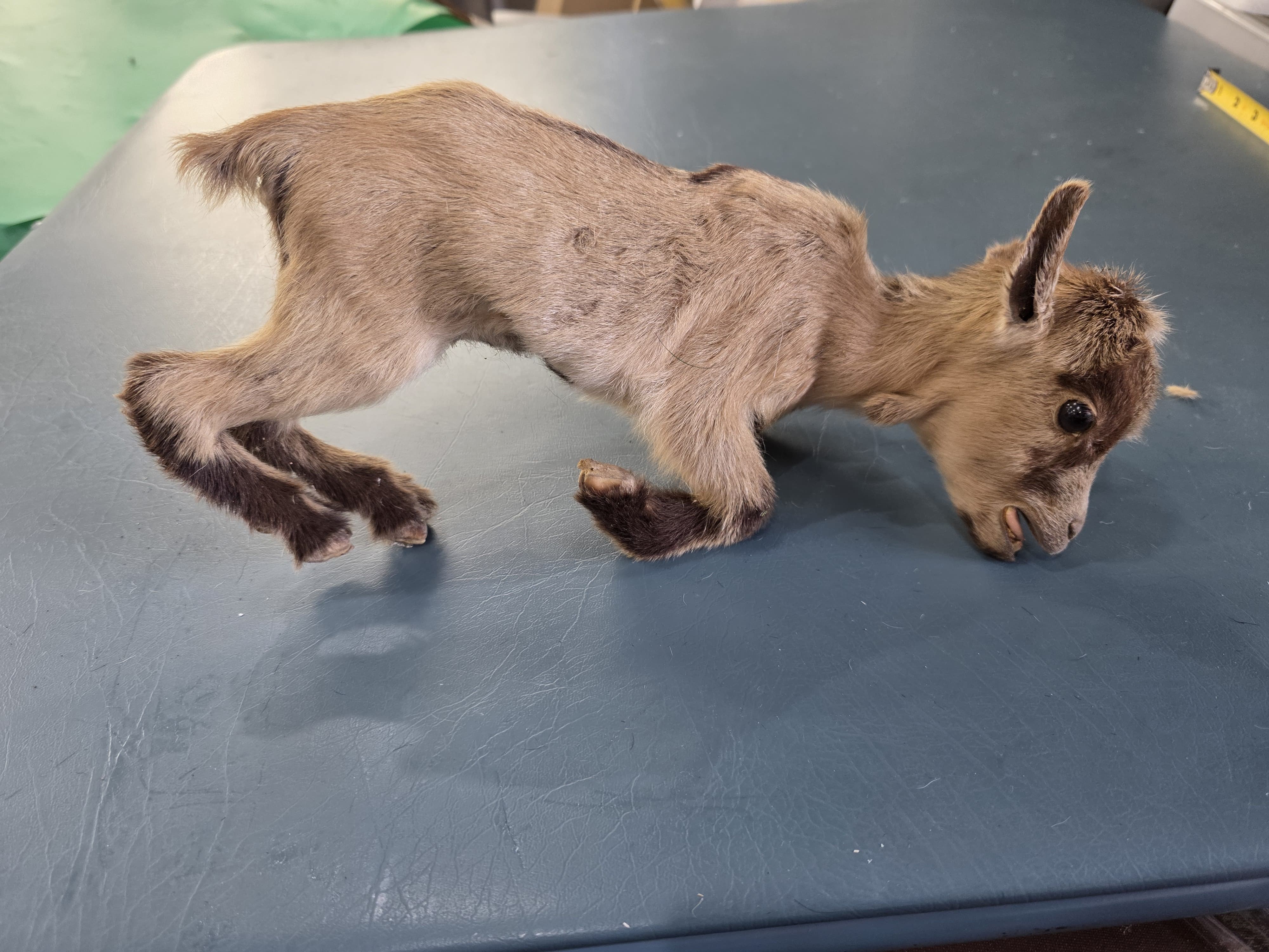 Fhjun25 - Kid Goat Taxidermy Mount