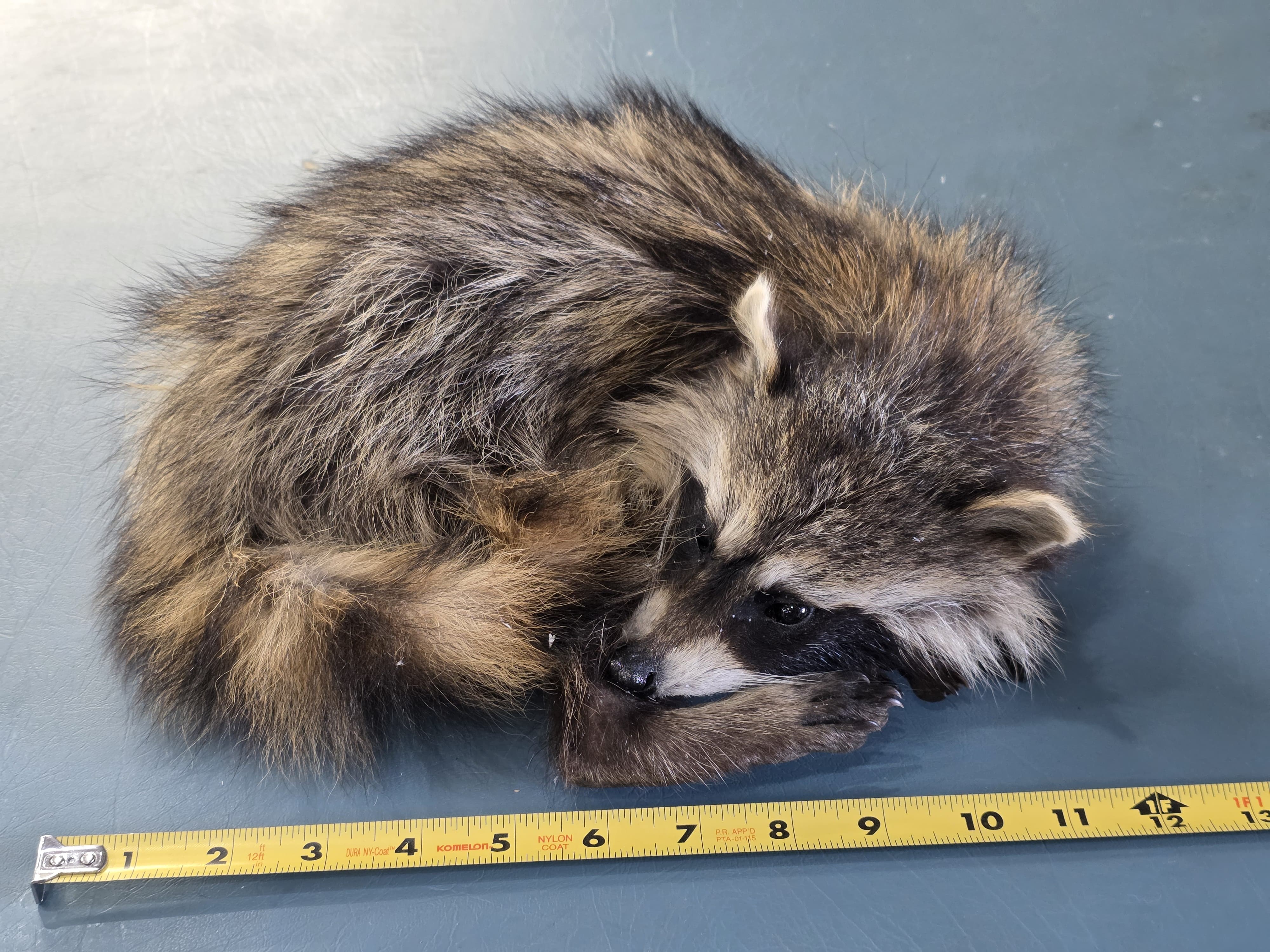 Fhjun23 - baby Raccoon Taxidermy Mount
