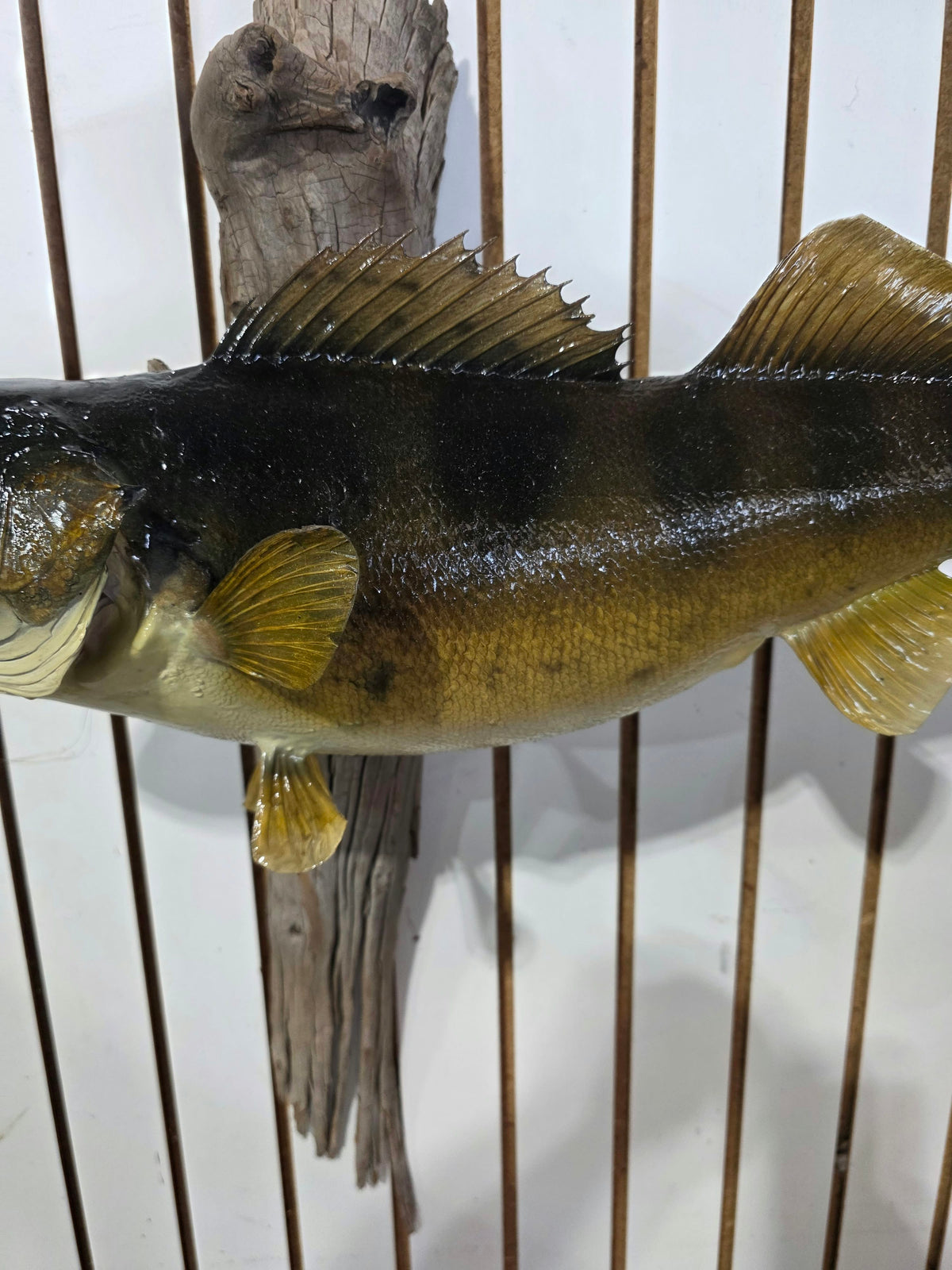 Comb115 - Trophy-Class 26" Walleye Fish Taxidermy Mount