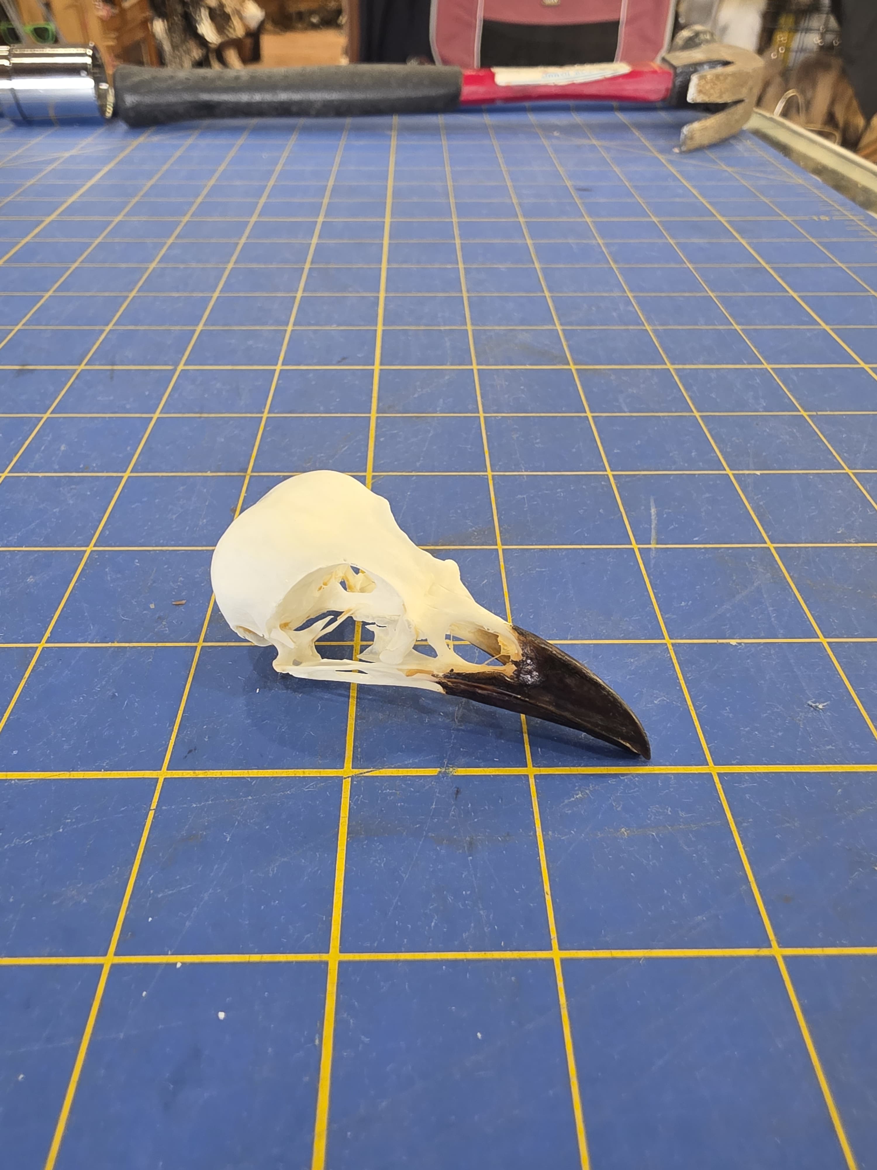 Jtvsk102 - Eurasian Magpie Skull – Authentic Bird Specimen