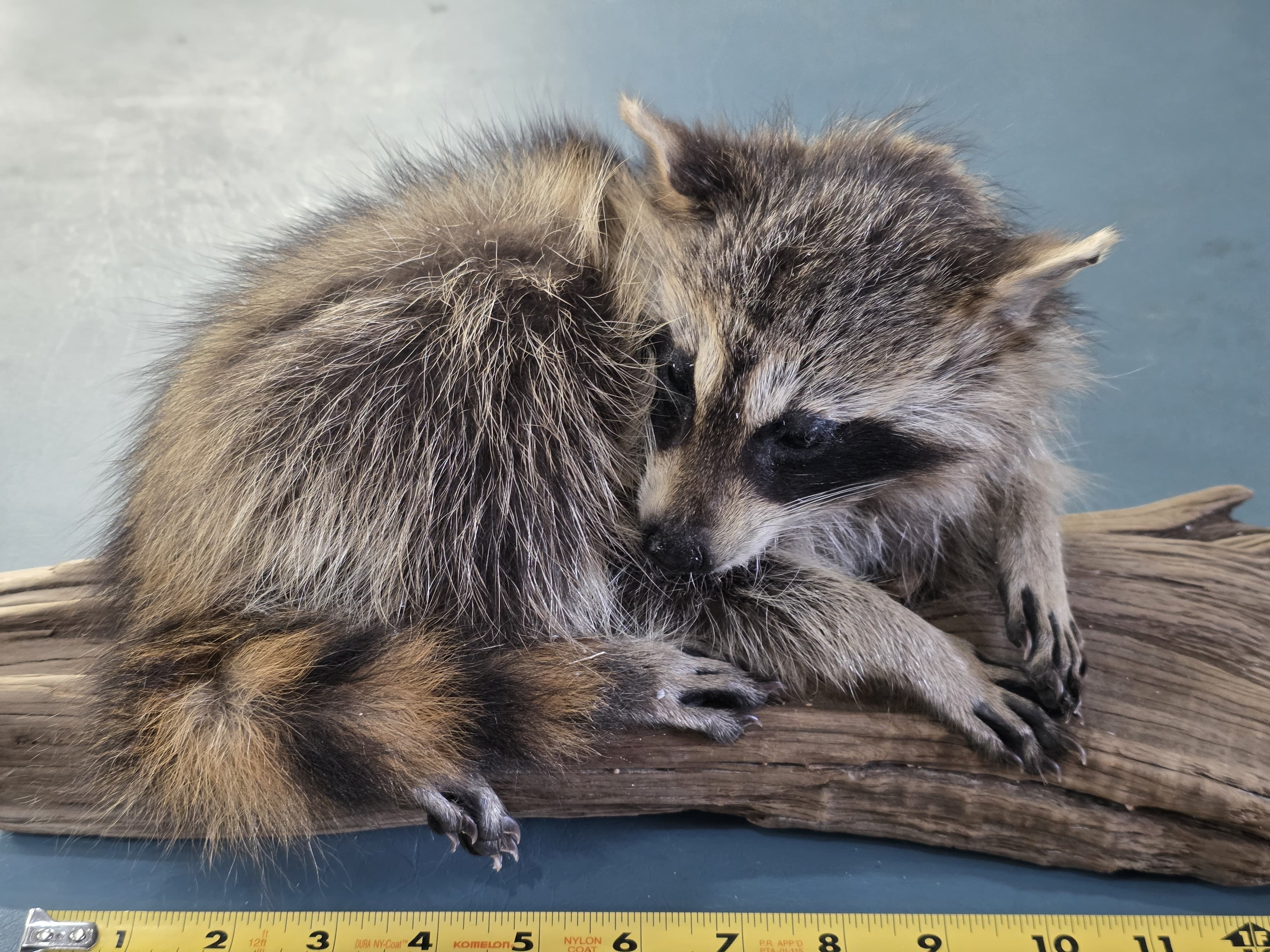 Fhjun18 - baby Raccoon Taxidermy Mount