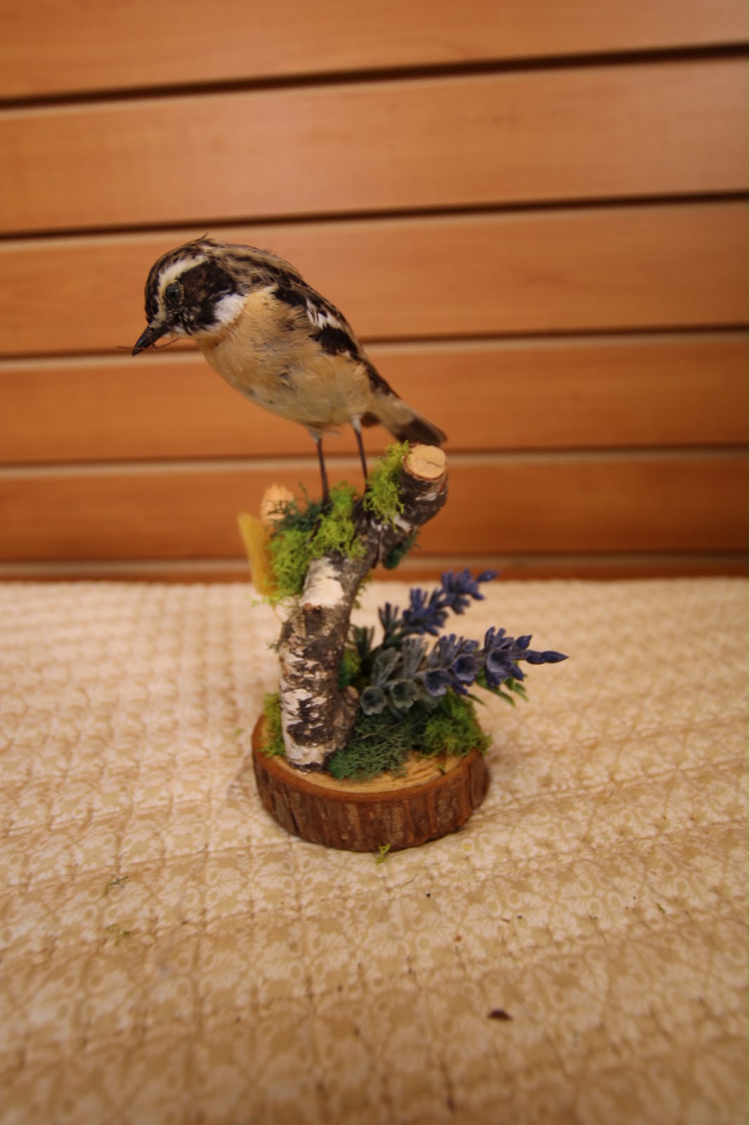 JTVBJ215 - Exquisite Taxidermy Whinchat